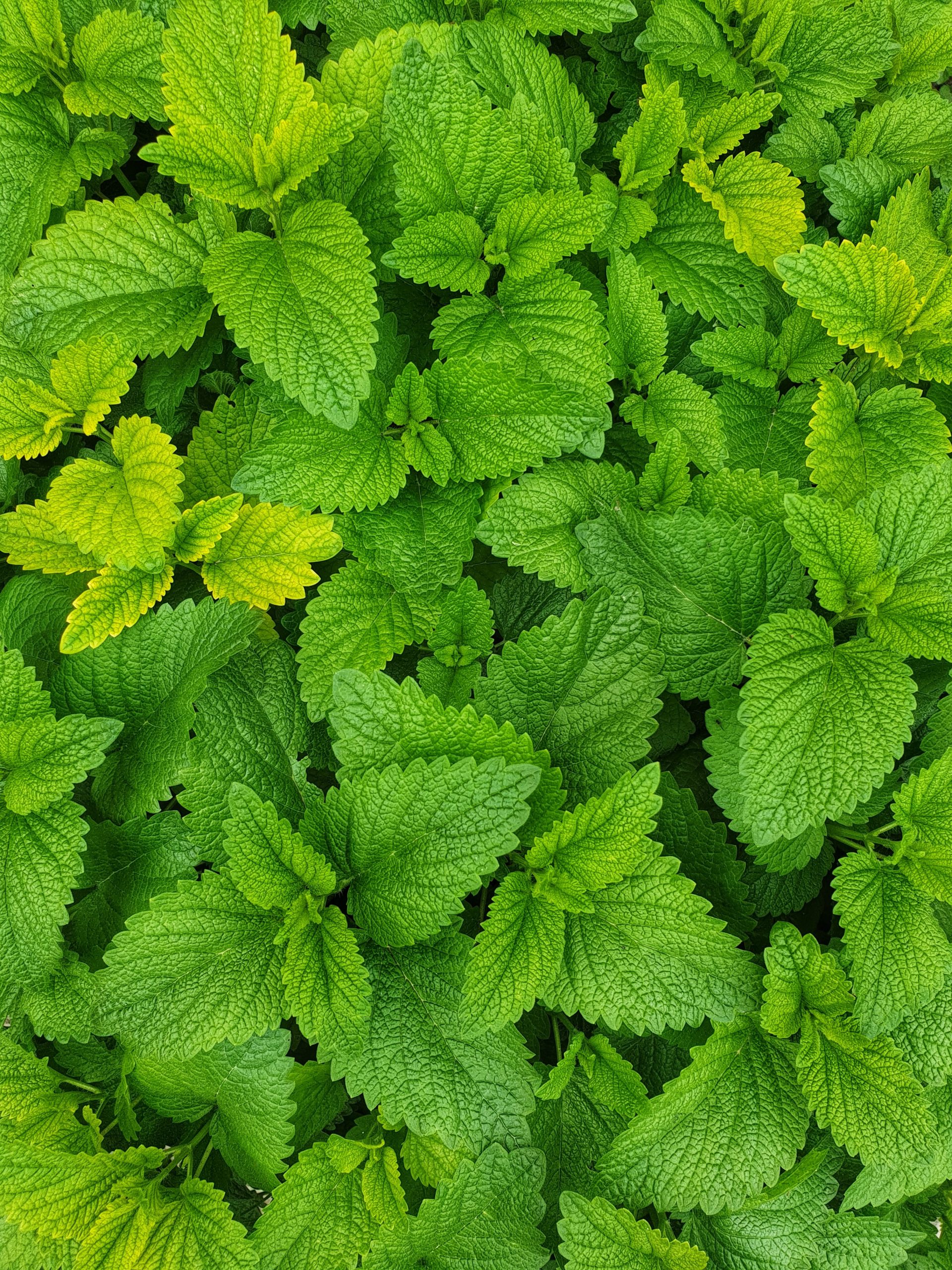 Catnip Vs Mint: What Is The Difference?