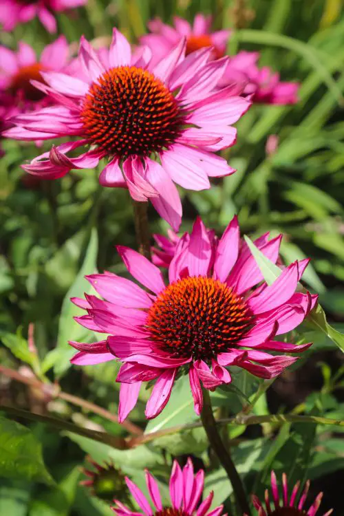 » Do Coneflowers Spread? Are They Invasive?