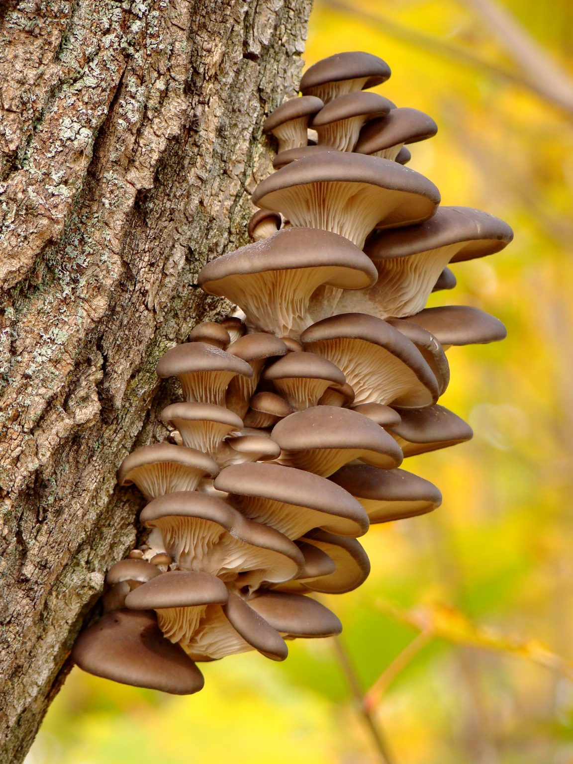 » Do Mushrooms Have Roots? How Do They Grow?