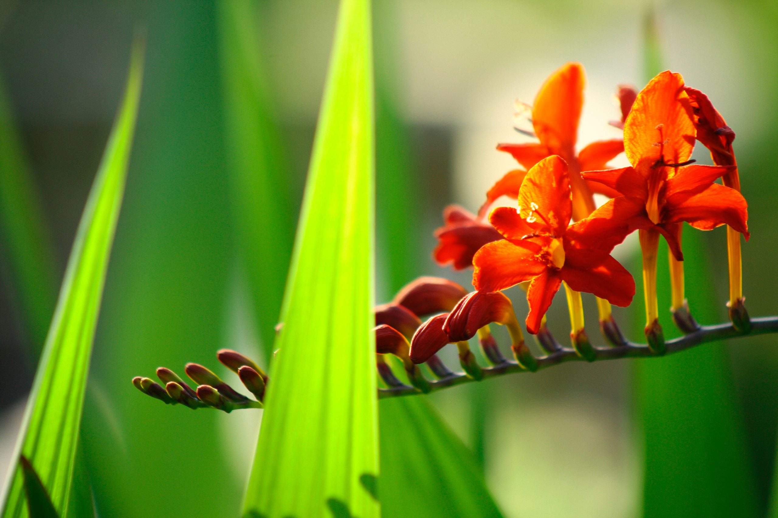 Is Crocosmia Deer Resistant? What Can You Do To Protect The Plants?