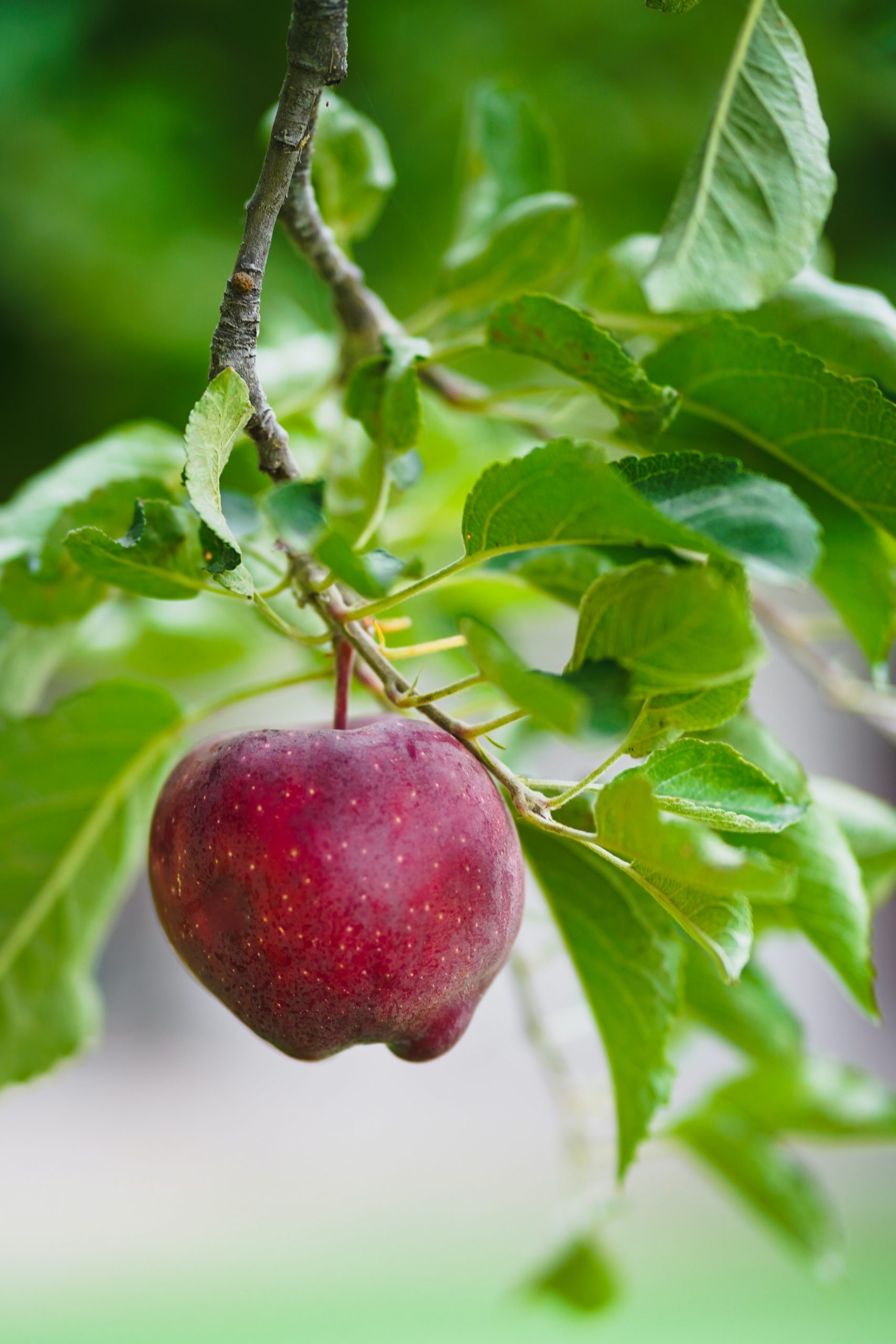 How Tall Do Apple Trees Grow? Does It Vary With Different Varieties?