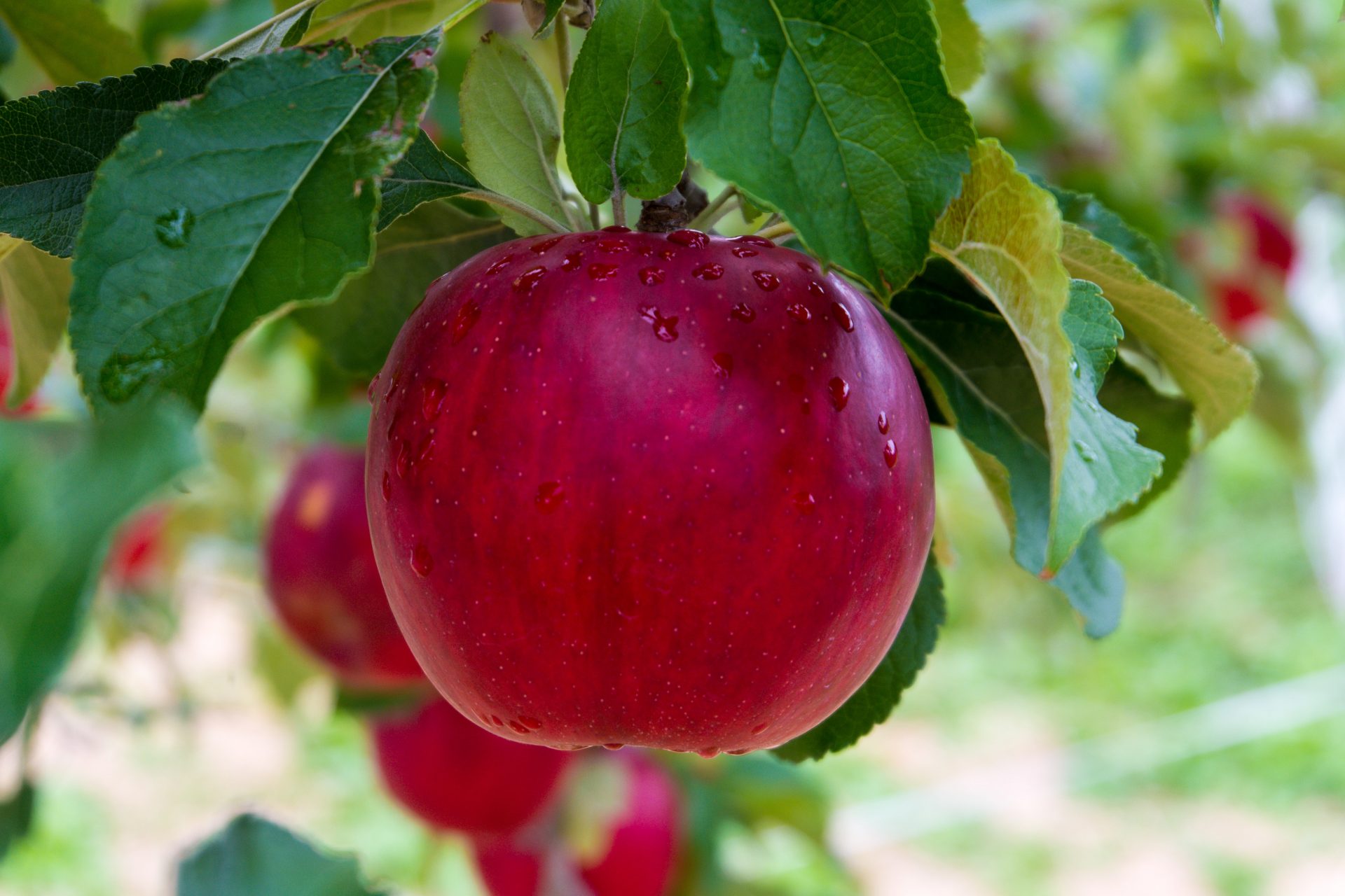 how-tall-do-apple-trees-grow-does-it-vary-with-different-varieties