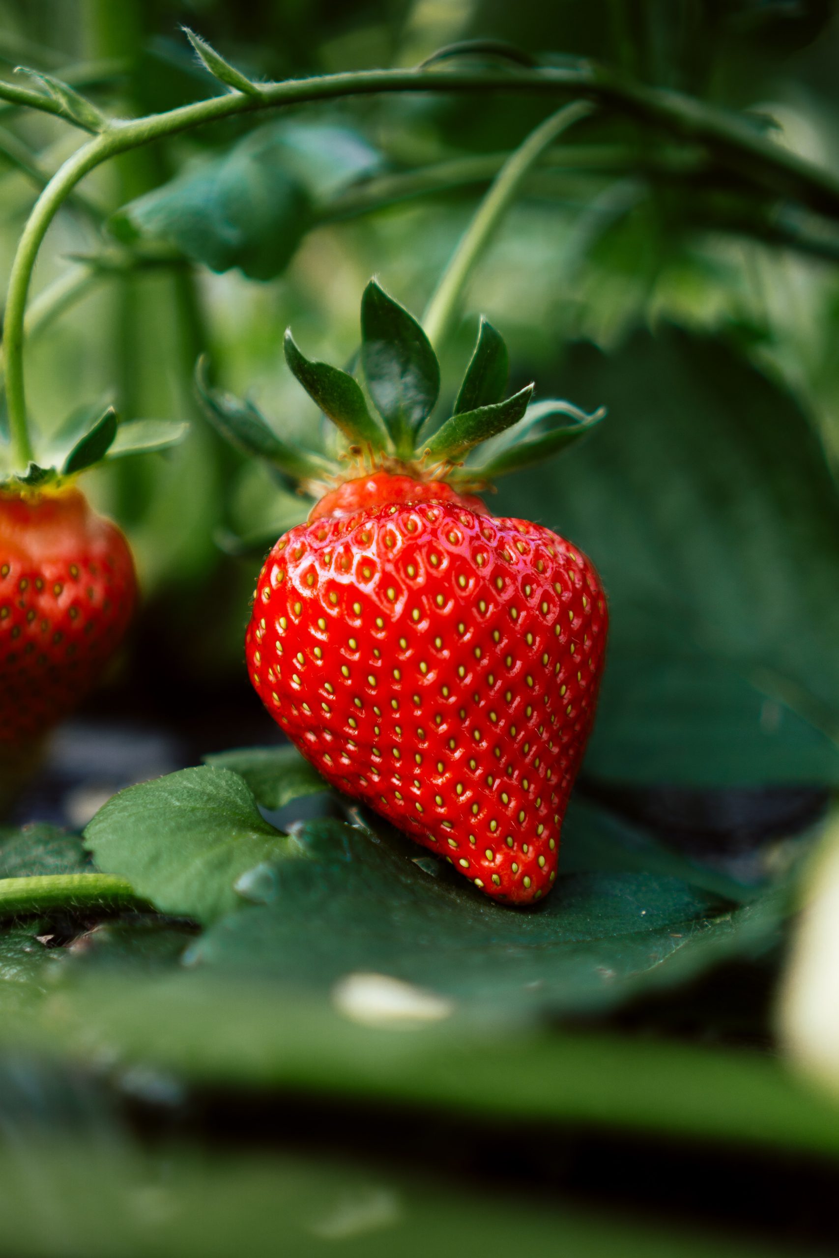 Can You Compost Strawberries?