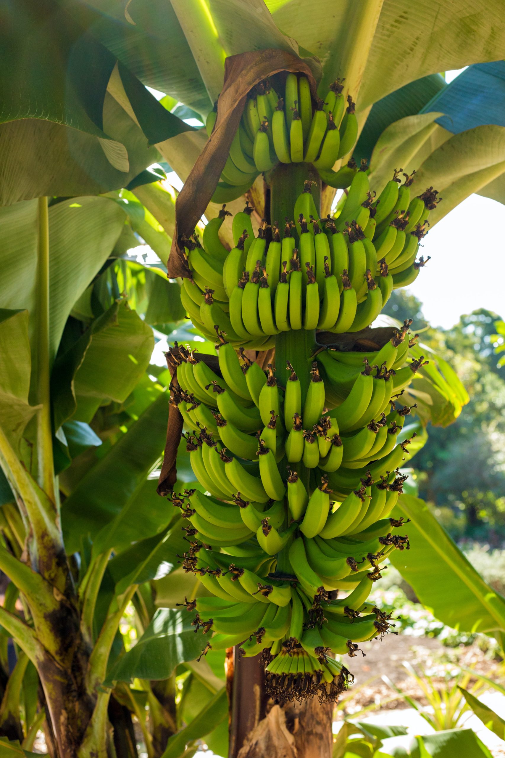 Do Bananas Grow On Trees?