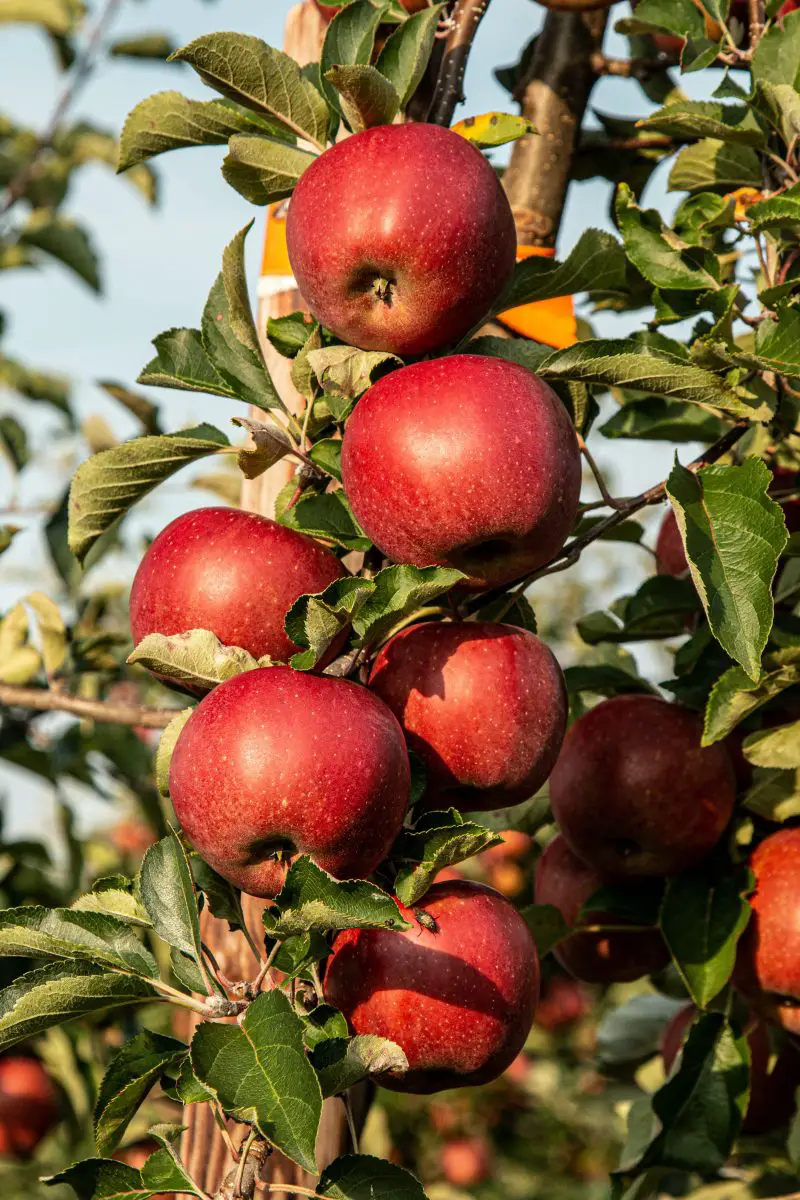 Will Apple Trees Grow In Uk