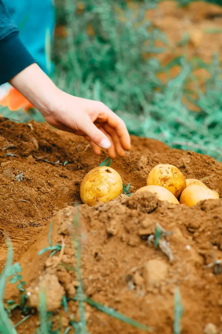 » How Long After Potatoes Flower Are They Ready?