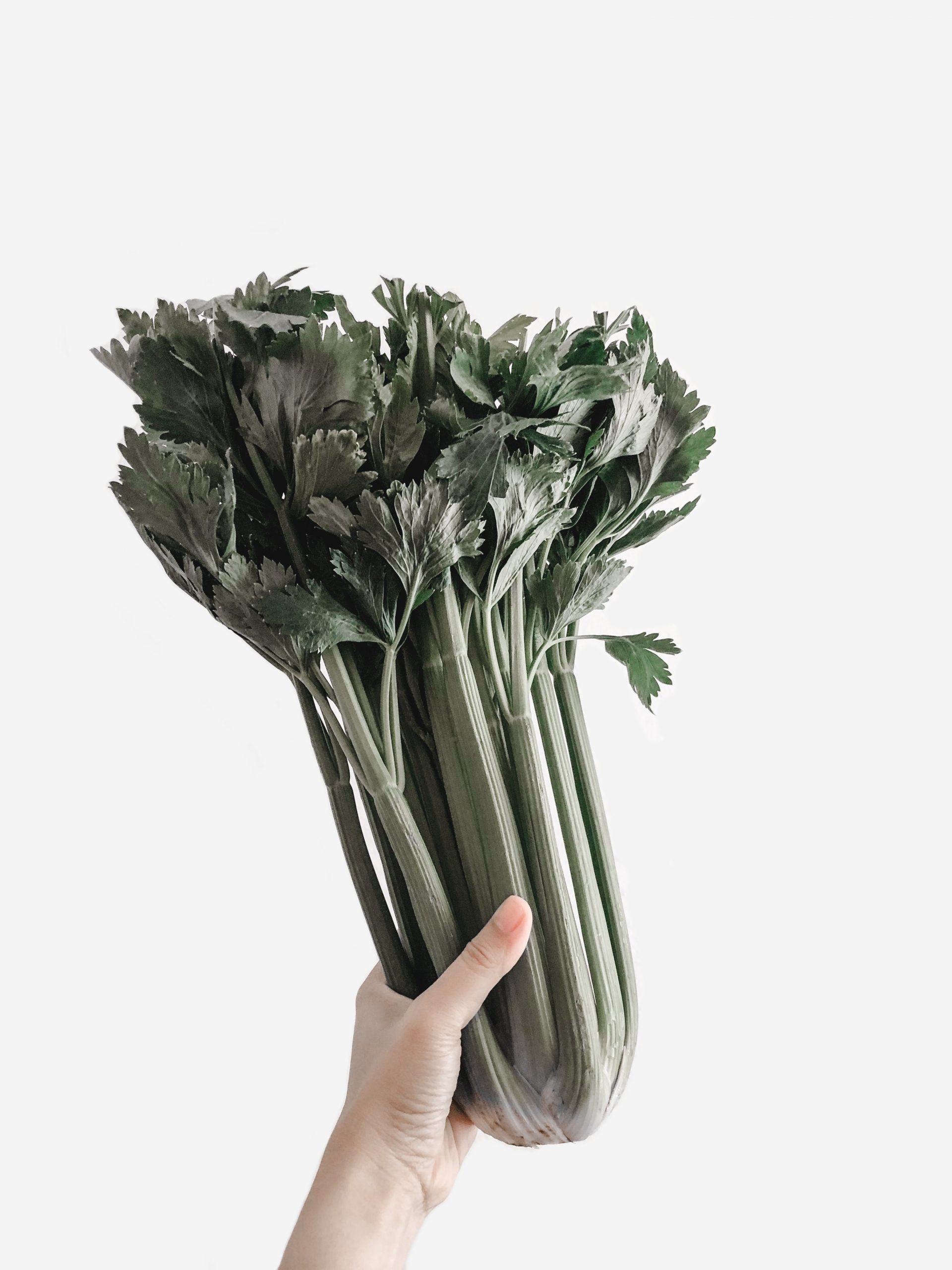 Does Celery Grow Underground?