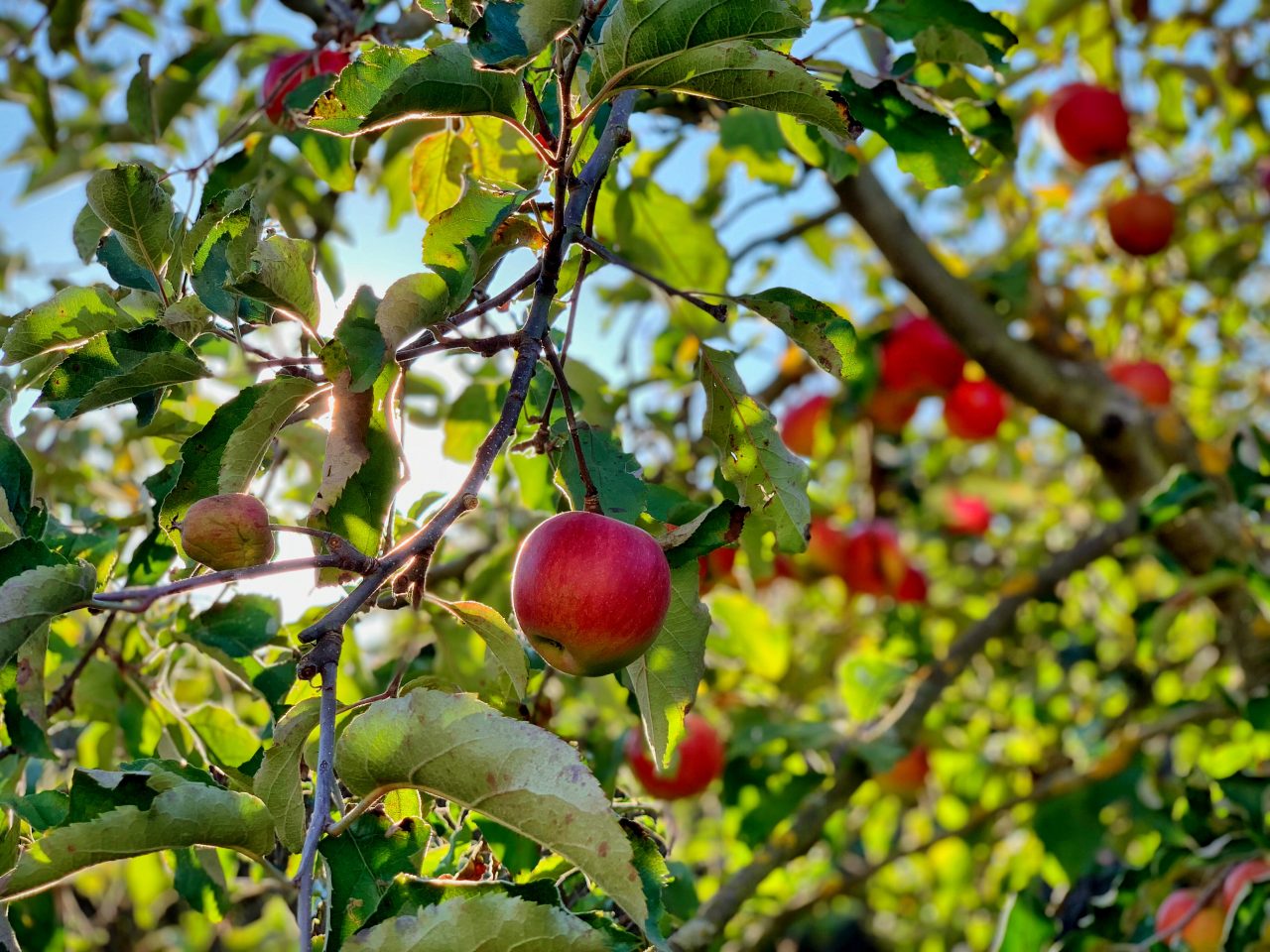 » How Tall Do Apple Trees Grow? Does It Vary With Different Varieties?