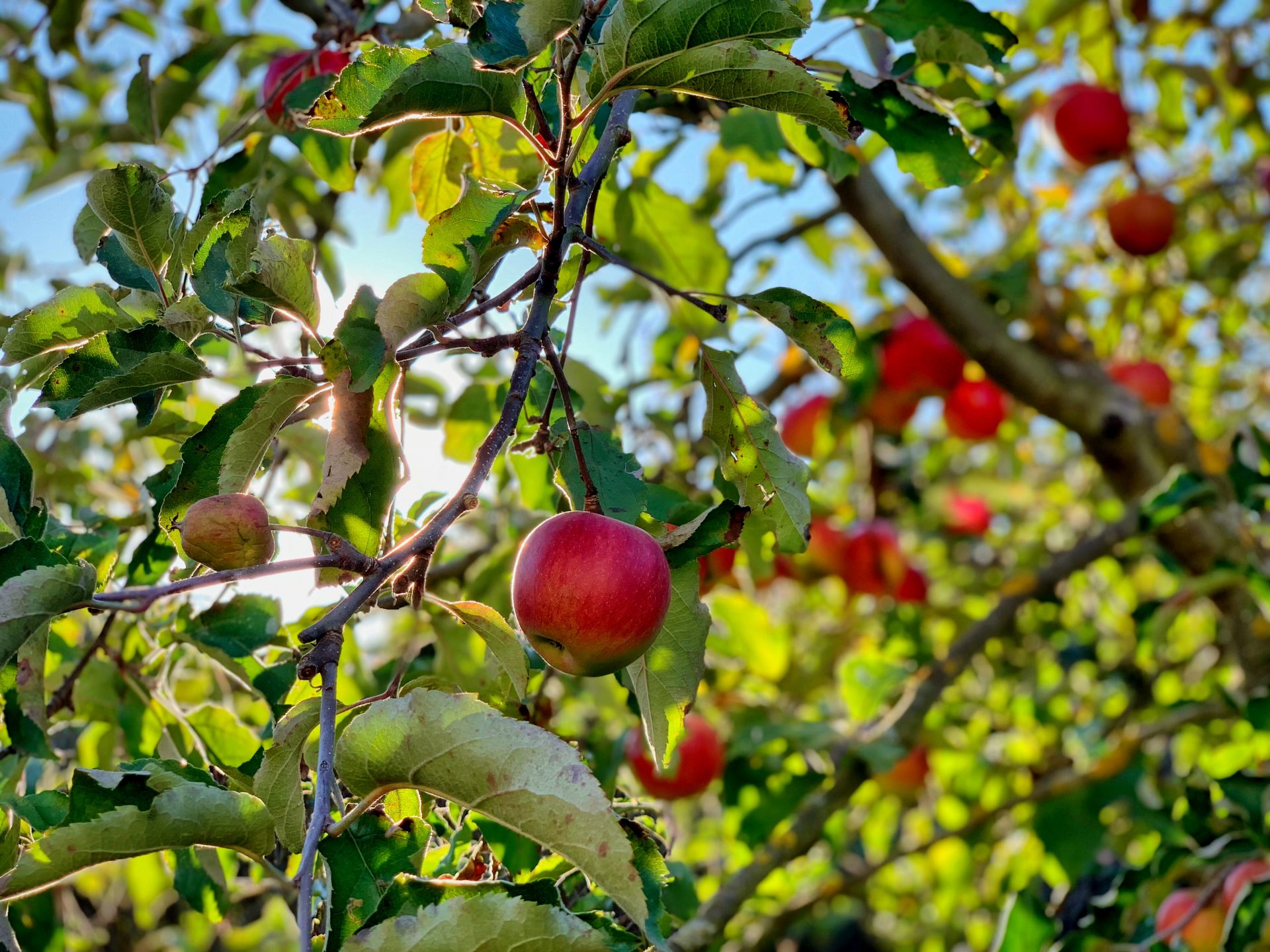 » How Tall Do Apple Trees Grow? Does It Vary With Different Varieties?