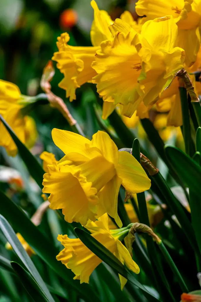 » Are Daffodils Edible? Are They Safe To Eat?