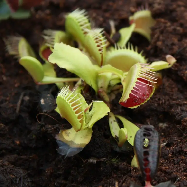 » Do Venus Fly Traps Reopen? And How Long Do They Take To Reopen?