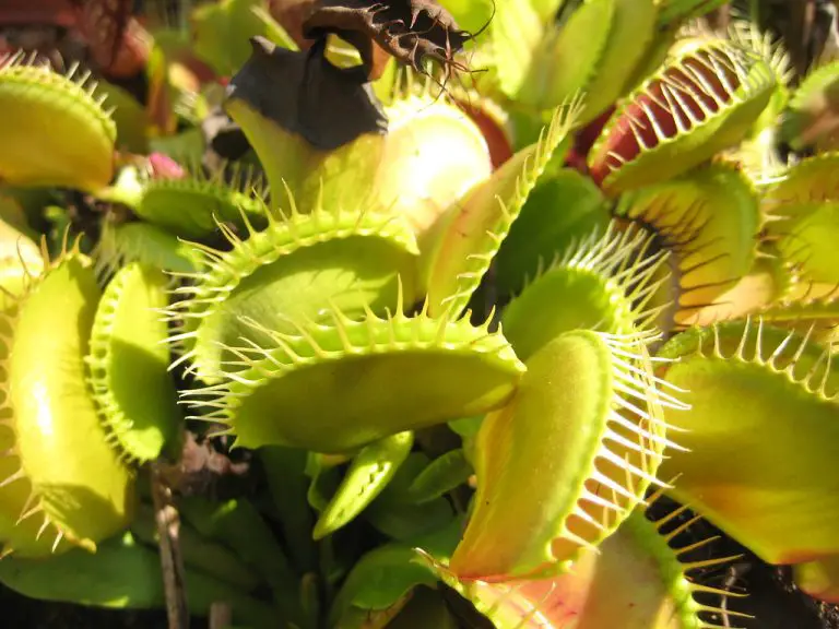 » Do Venus Fly Traps Reopen? And How Long Do They Take To Reopen?