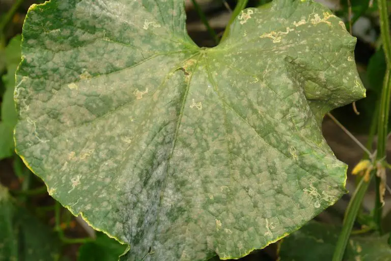 » Baking Soda Vs Milk Which Is Better For Controlling Powdery Mildew?