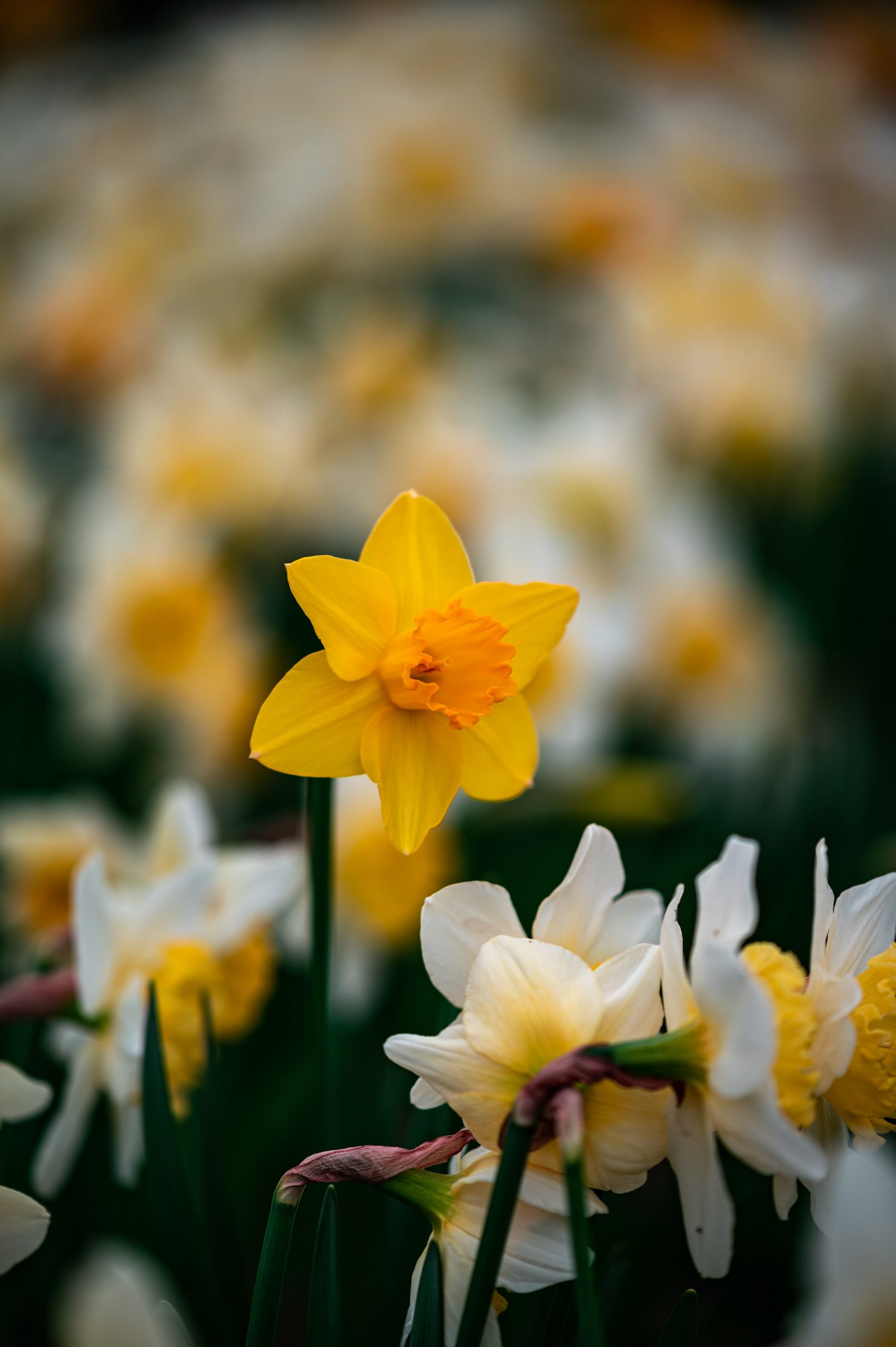 What Is The Difference Between Daffodils And Buttercups? Are They The Same Thing?