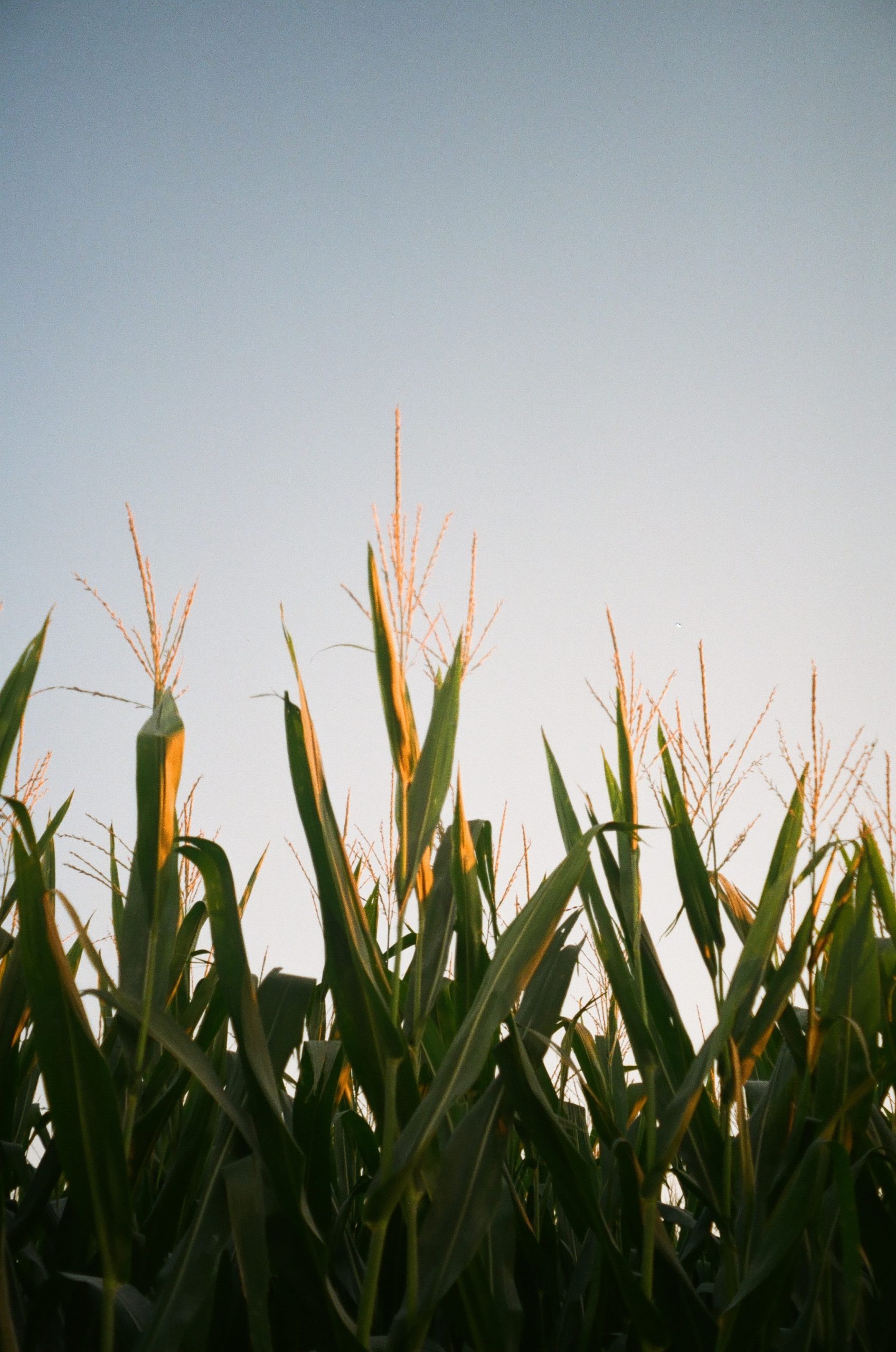How Tall Does Corn Grow?