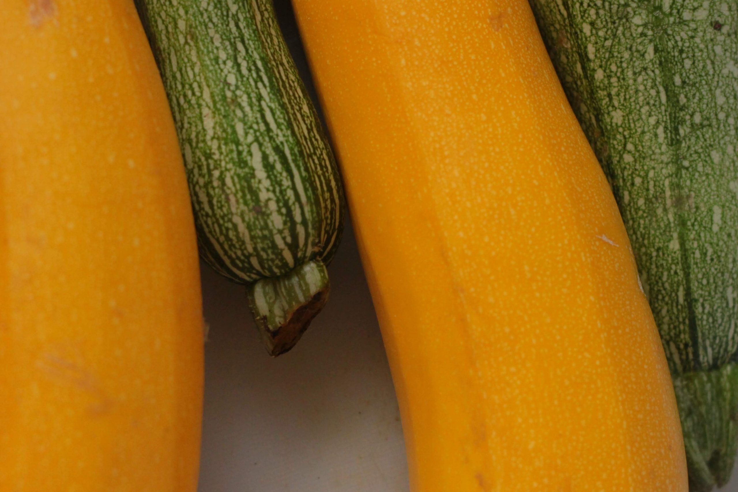 Do Zucchini Seeds Need Light To Germinate?
