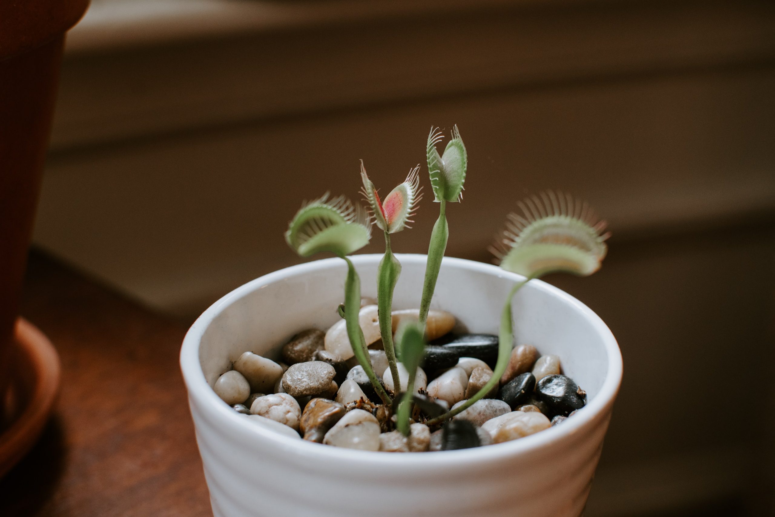 Do Venus Fly Traps Reopen? And How Long Do They Take To Reopen?