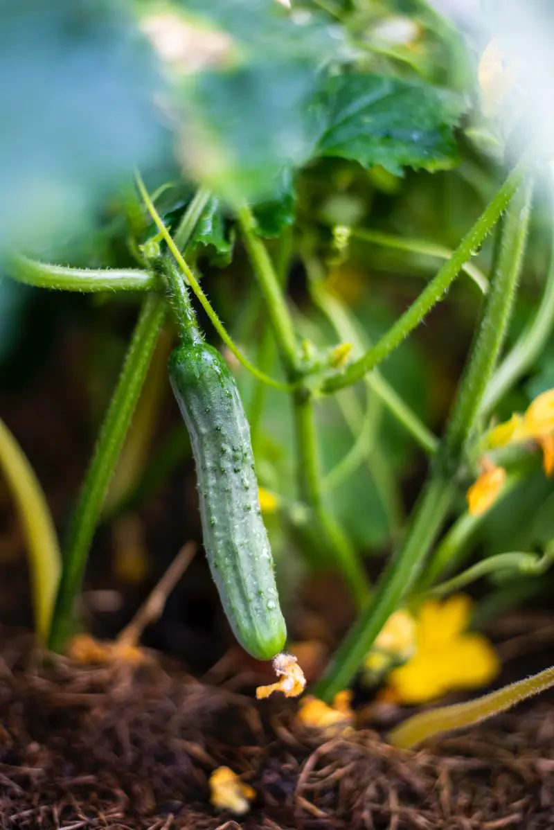 » How Long Does It Take Cucumber Seeds To Germinate? How Does