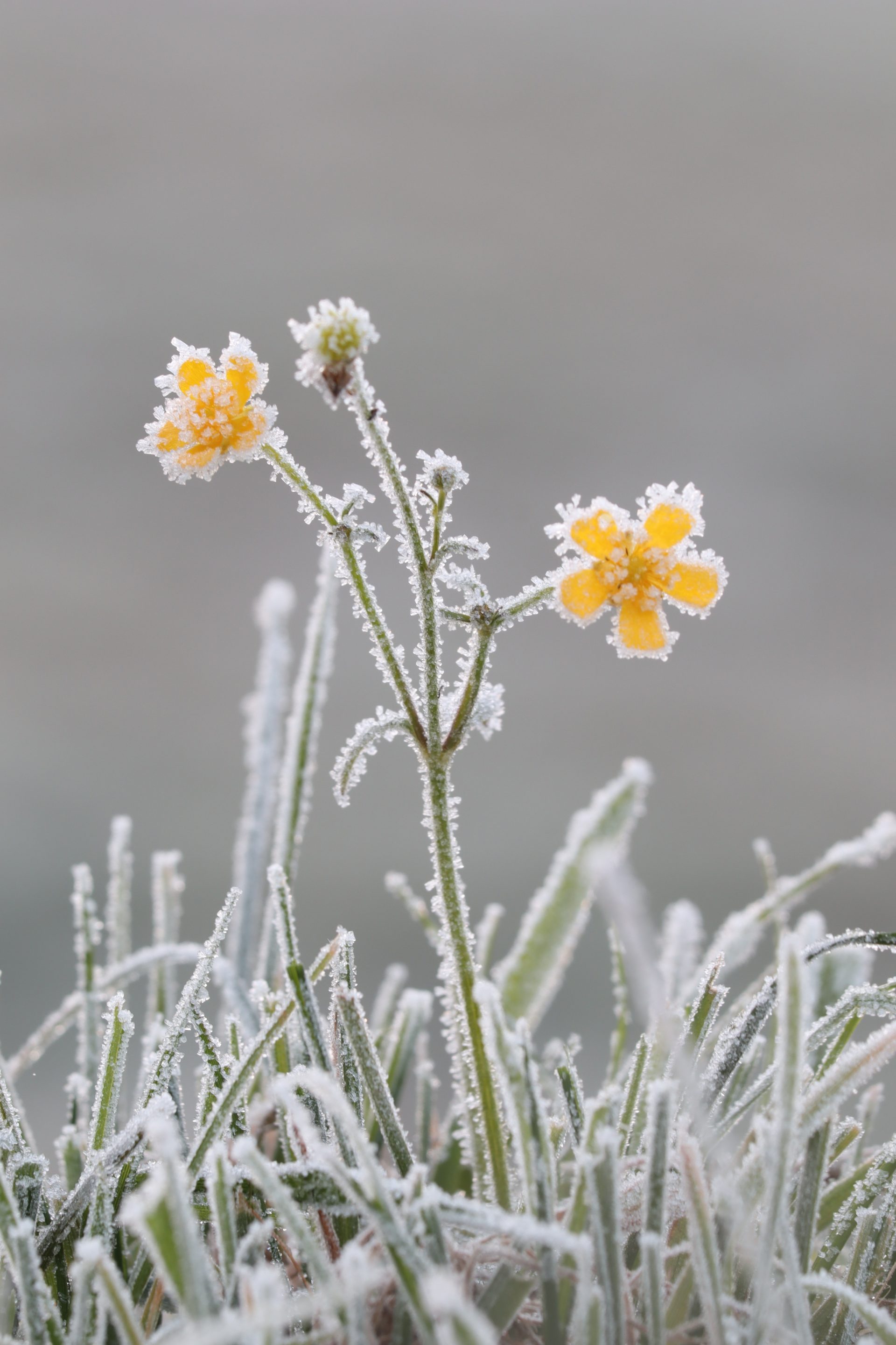 At What Temperature Does Frost Occur On Plants