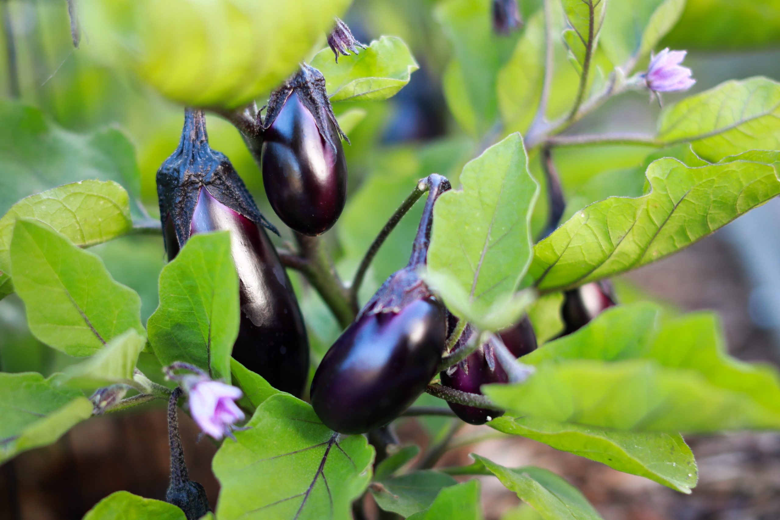 How Long Does It Take For Aubergine (Eggplant) Seeds To Germinate?