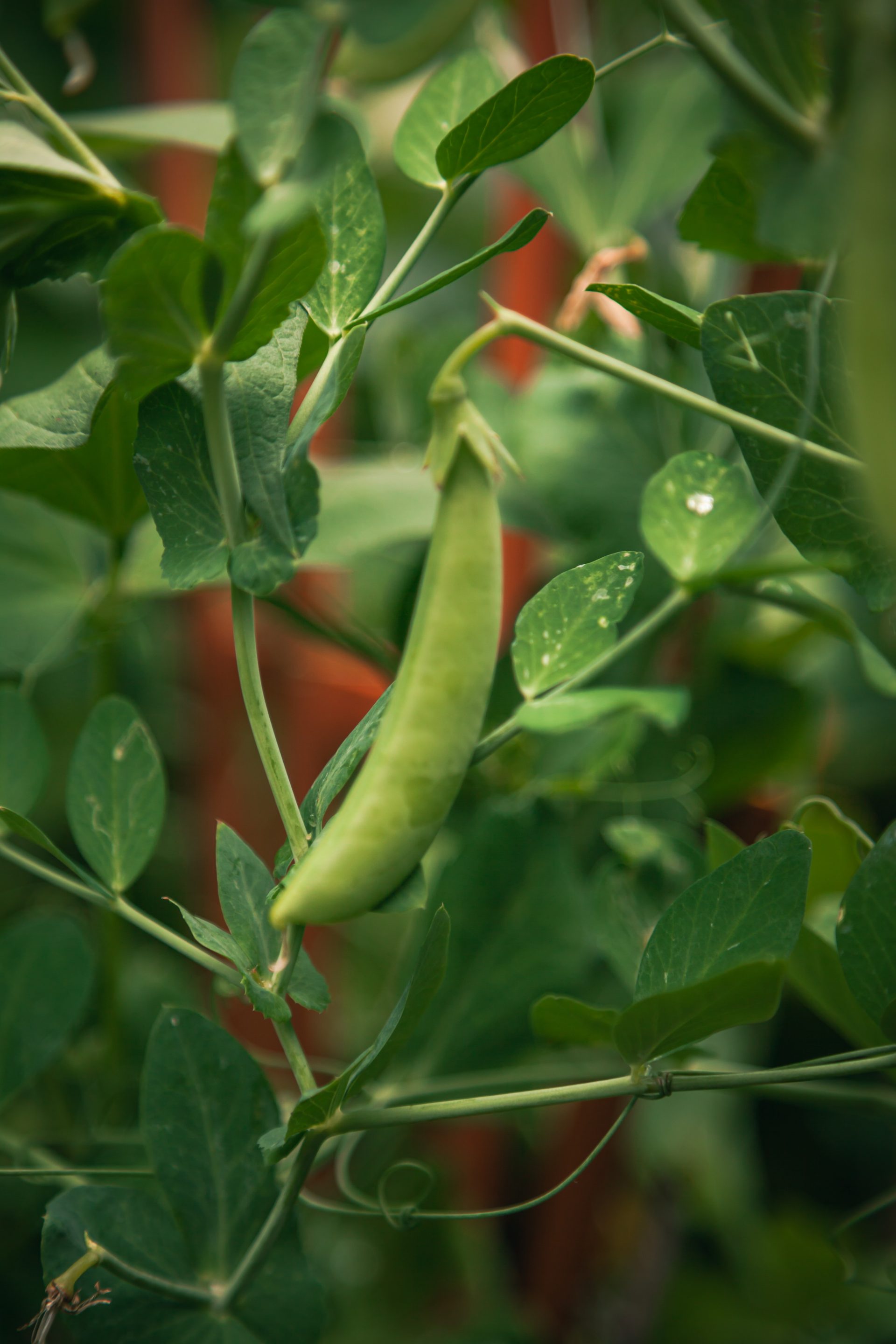» Is It Too Late To Plant Peas? What Is The Best Time To Plant Them?