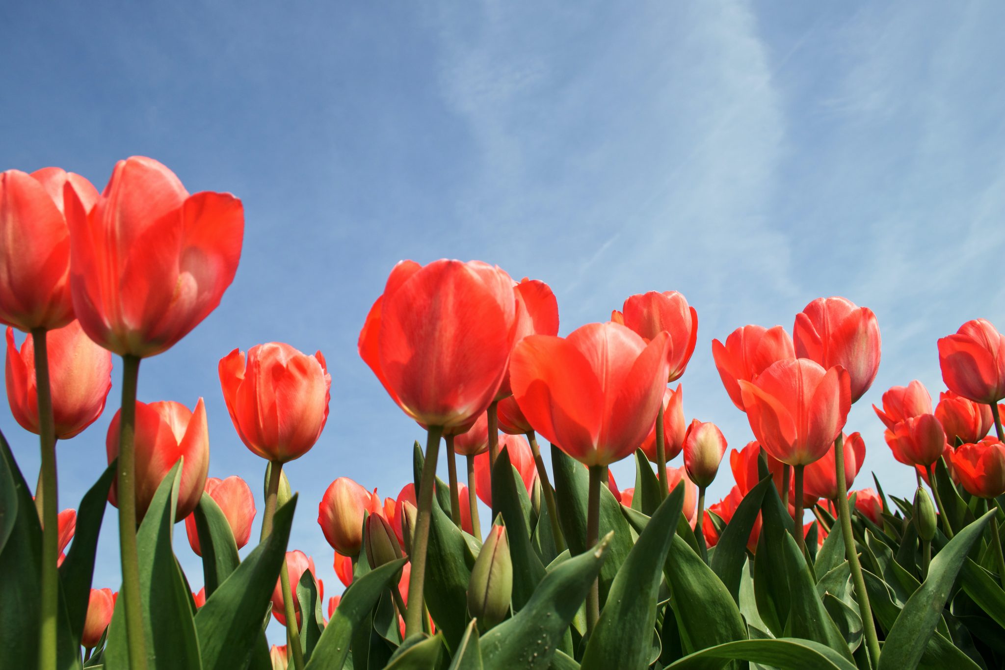 » Is It Too Late To Plant Tulip Bulbs? Will I Get Flowers The Year?