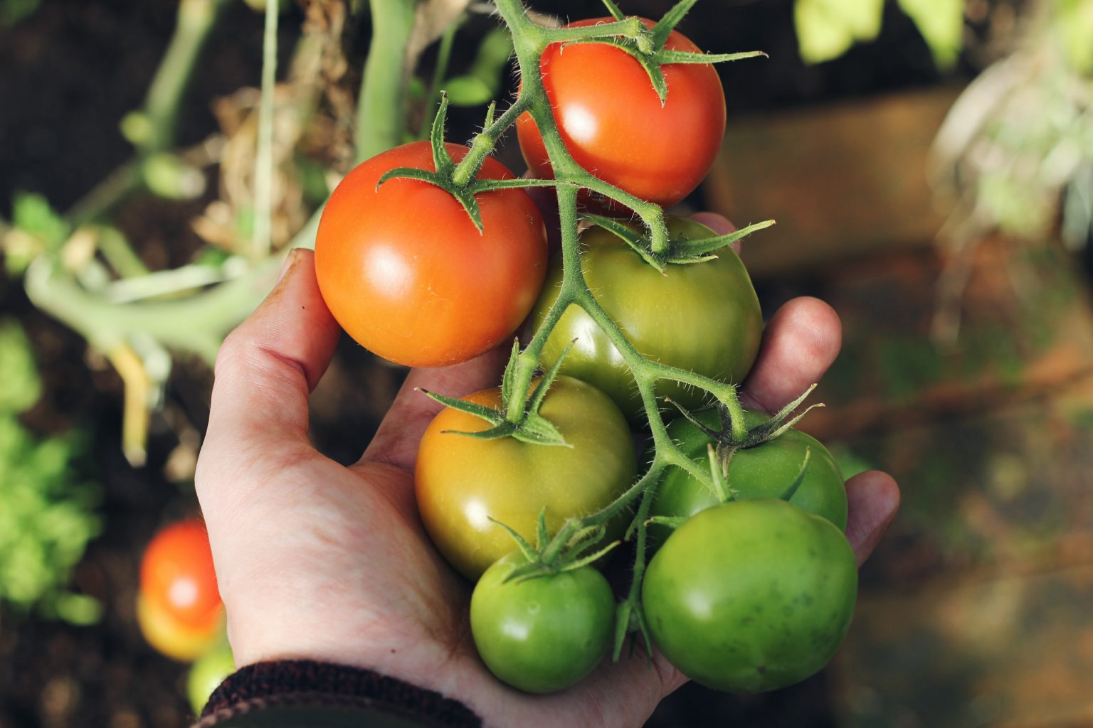 » How Much Sun Do Tomatoes Plants Need?