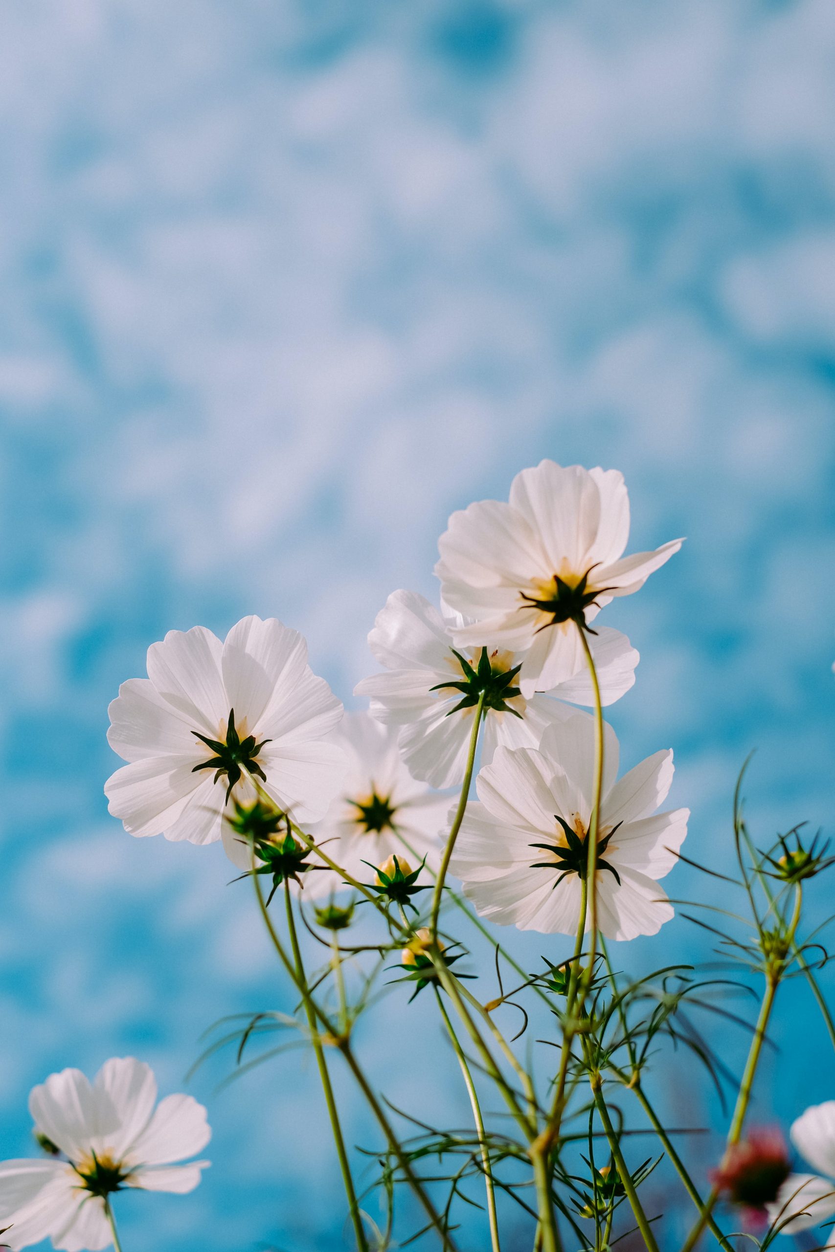 Is It Too Late To Sow Cosmos Seeds?