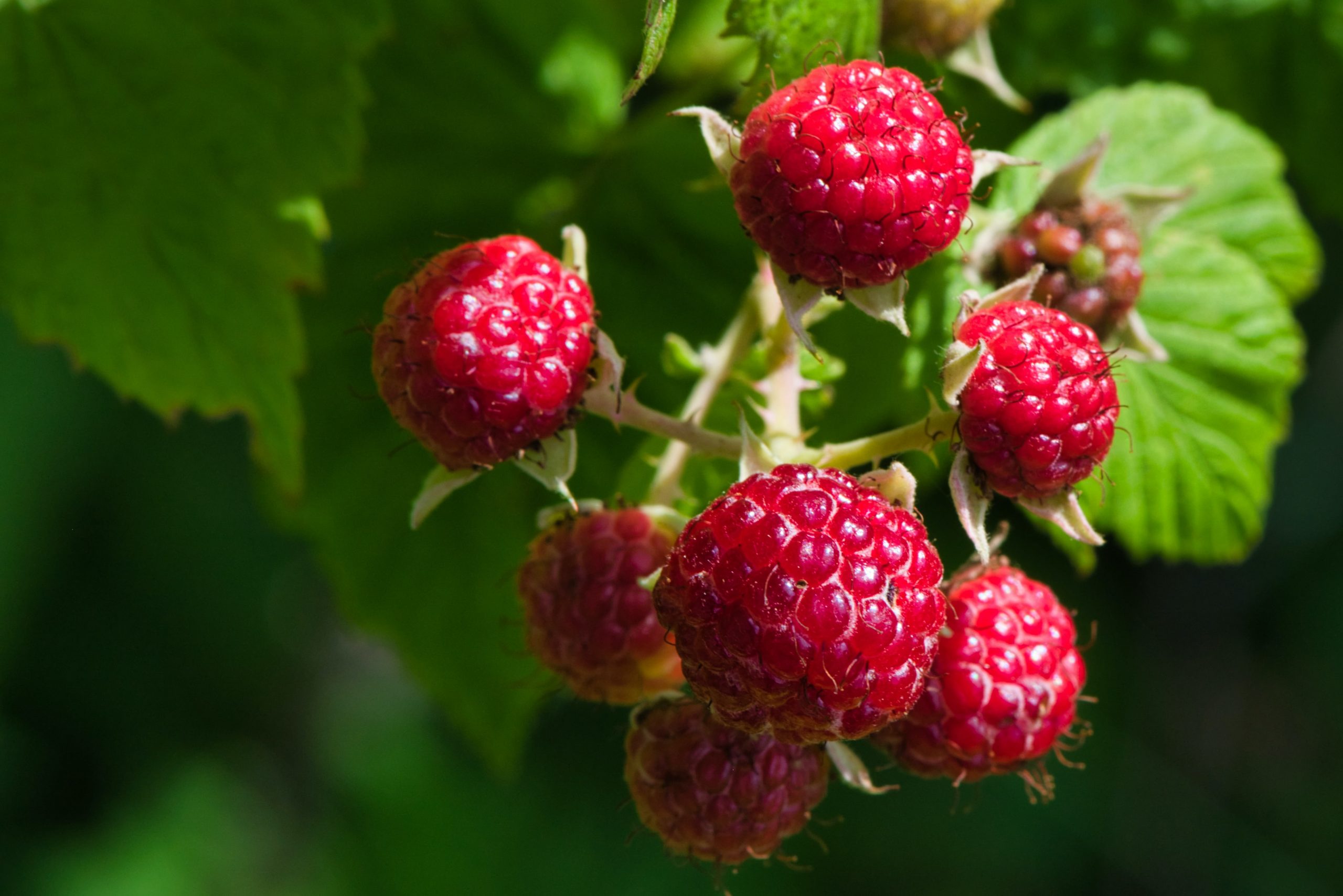 How Tall Do Raspberries Grow? (The Type Of Raspberry Matters)