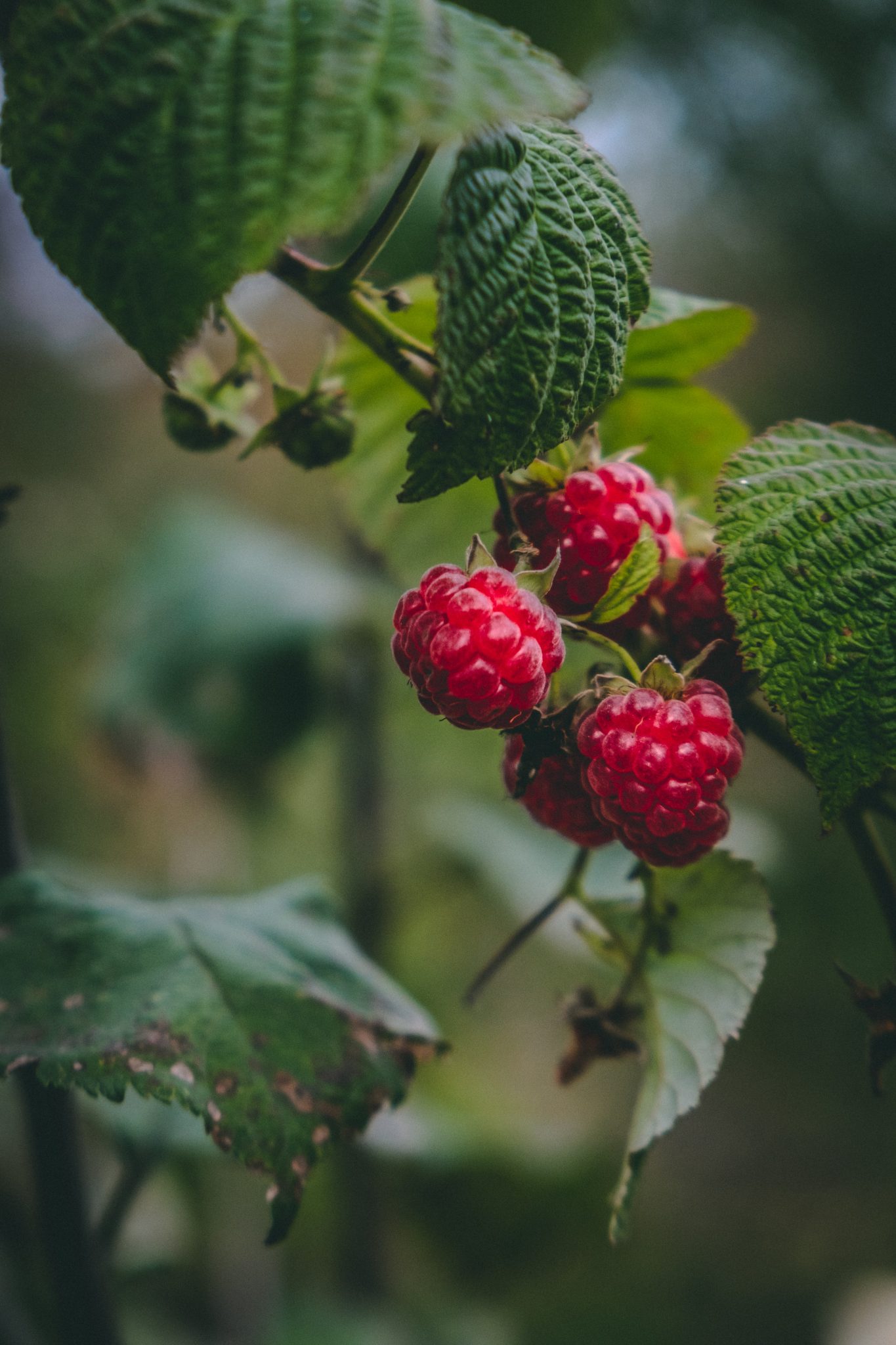 » How Tall Do Raspberries Grow? (The Type Of Raspberry Matters)