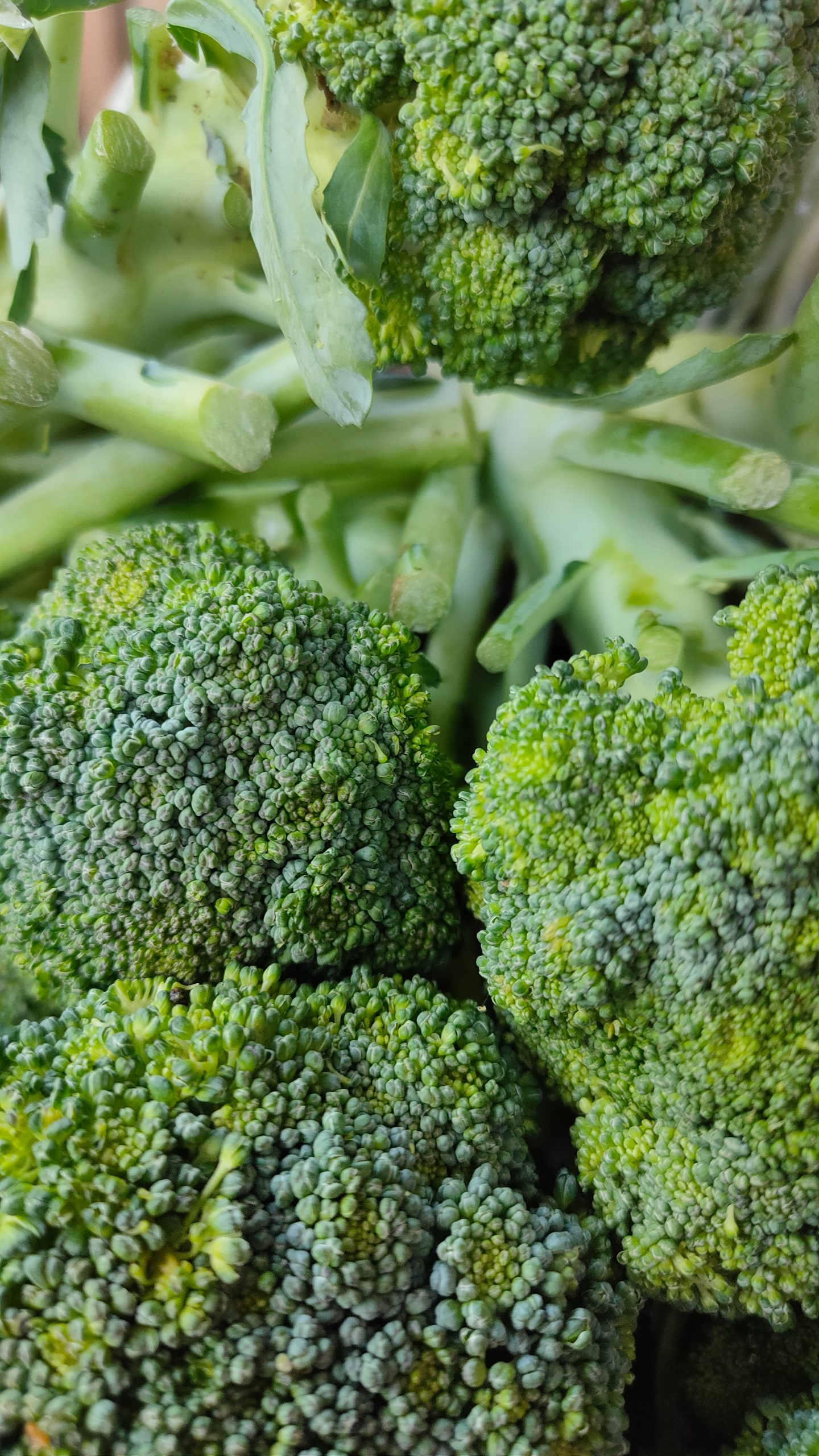 Is Broccoli A Flower? If Not What Is It?