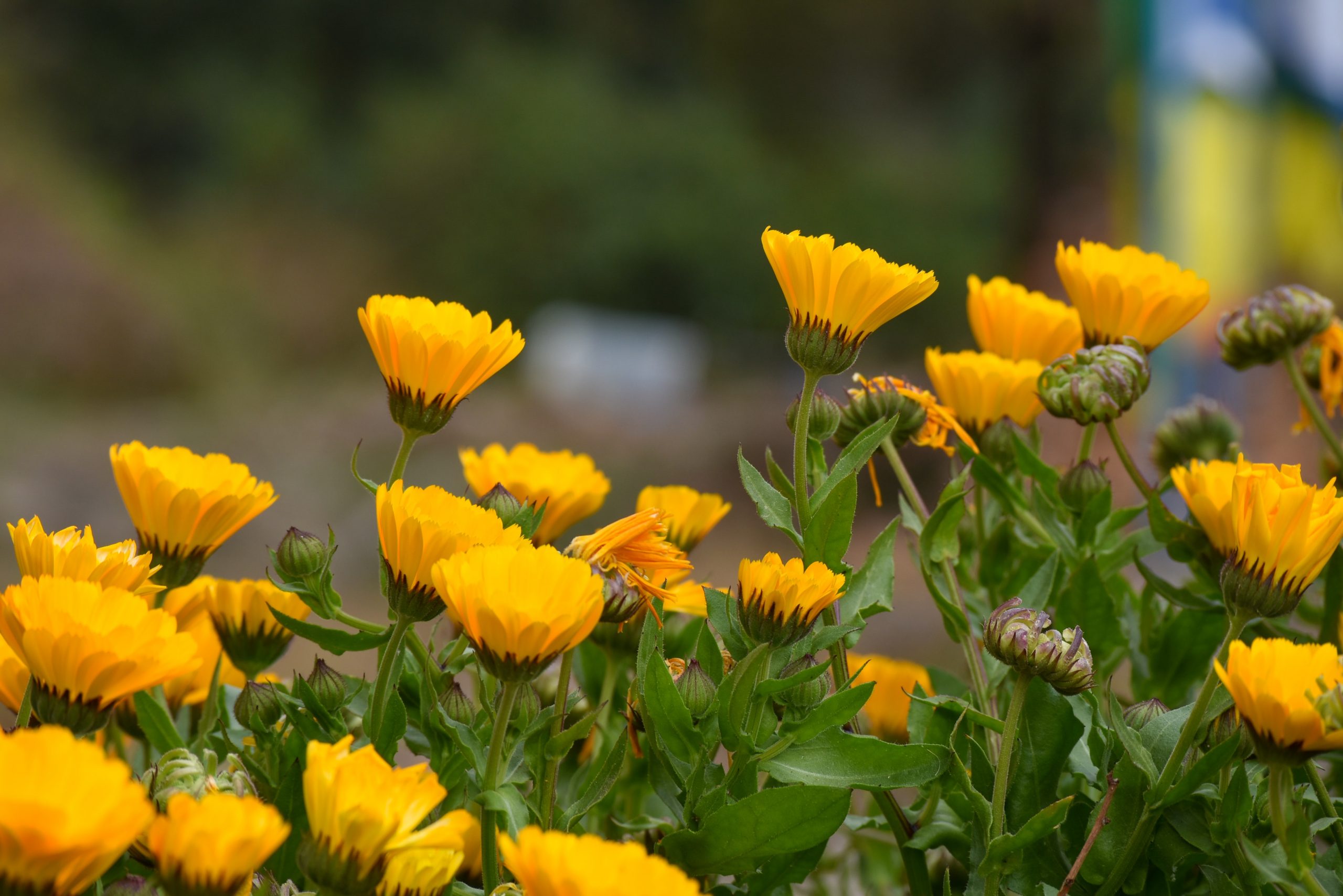 Are Calendula Deer Resistant? (And How To Protect Them)