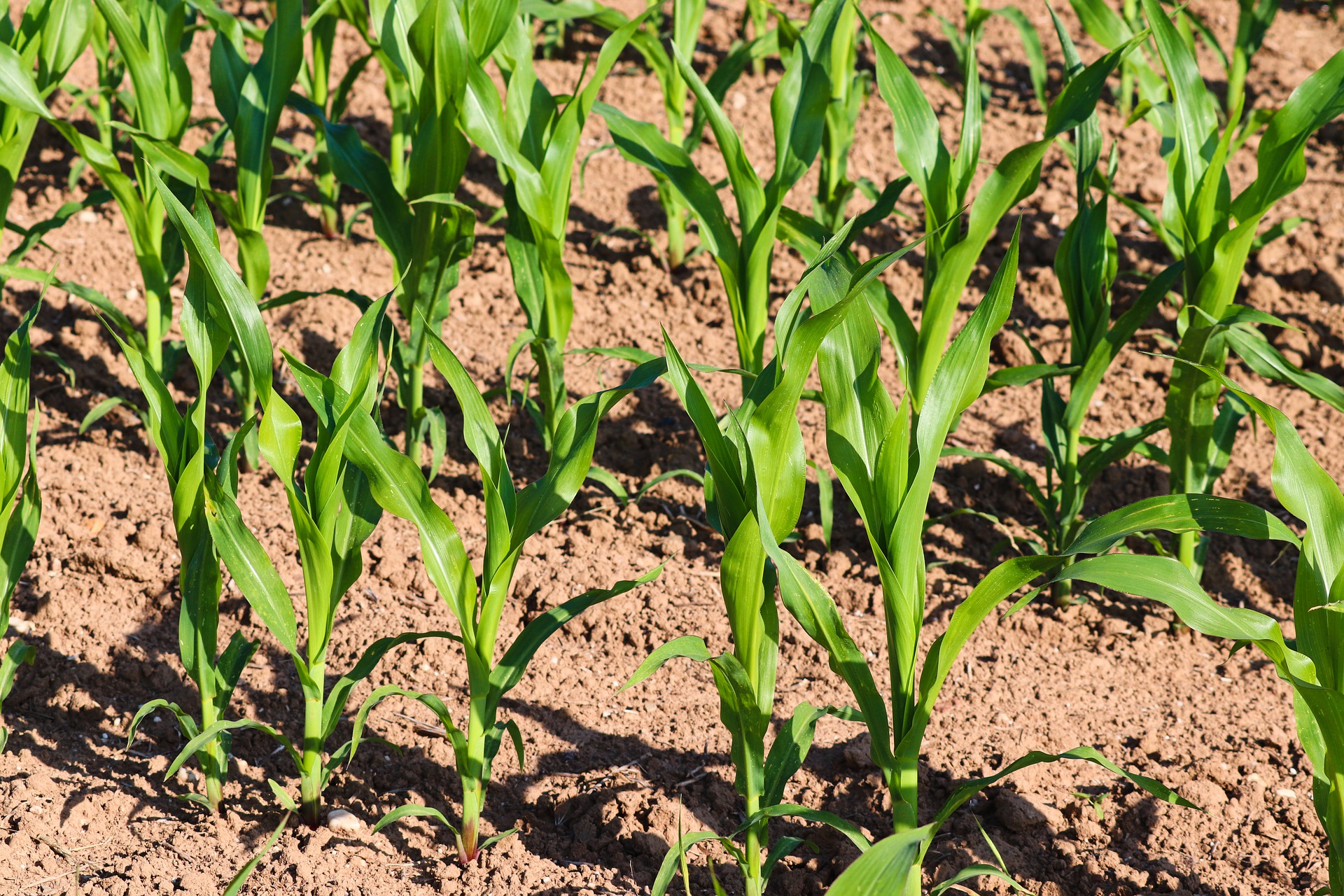 Will Deer Eat Corn? And How To Protect Your Crops.