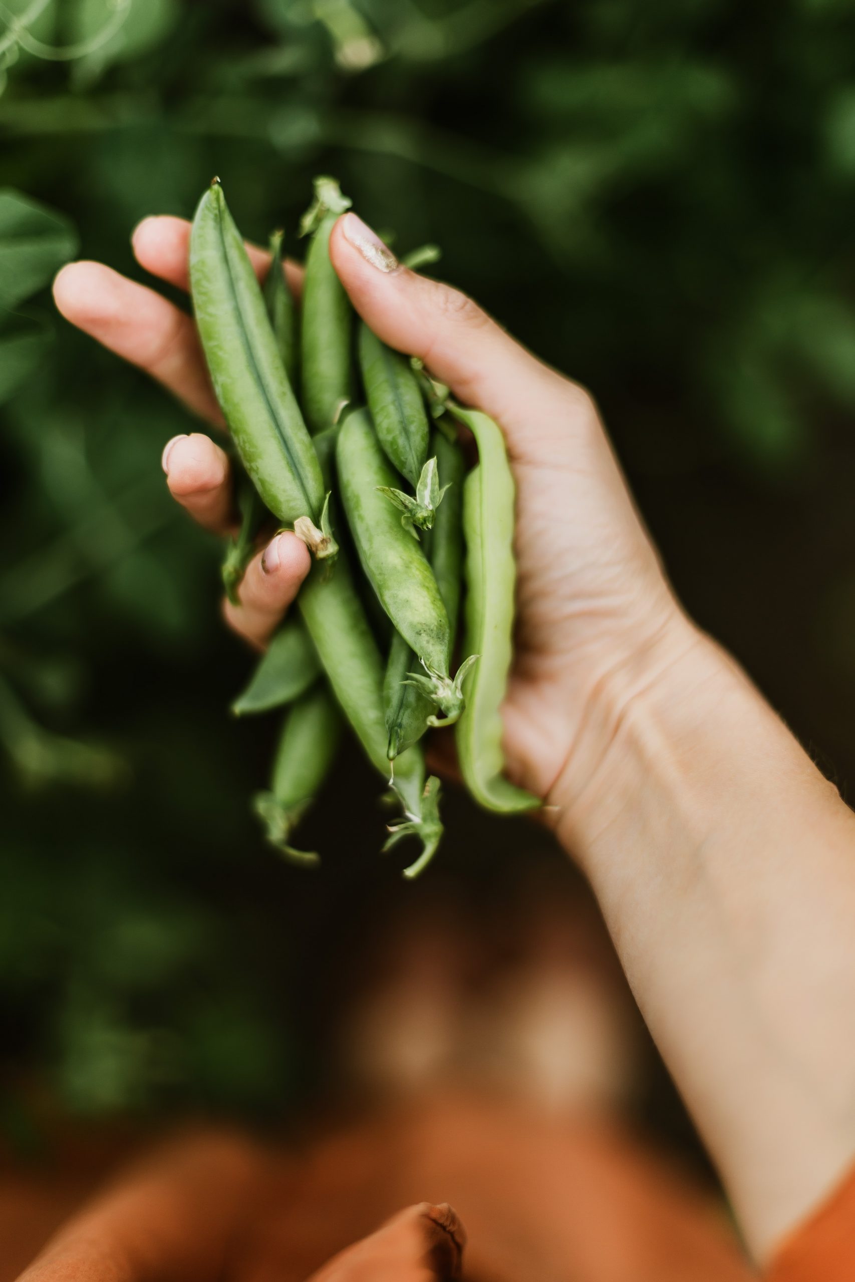 What Is The Difference Between Green Beans And Sugar Snap Peas?
