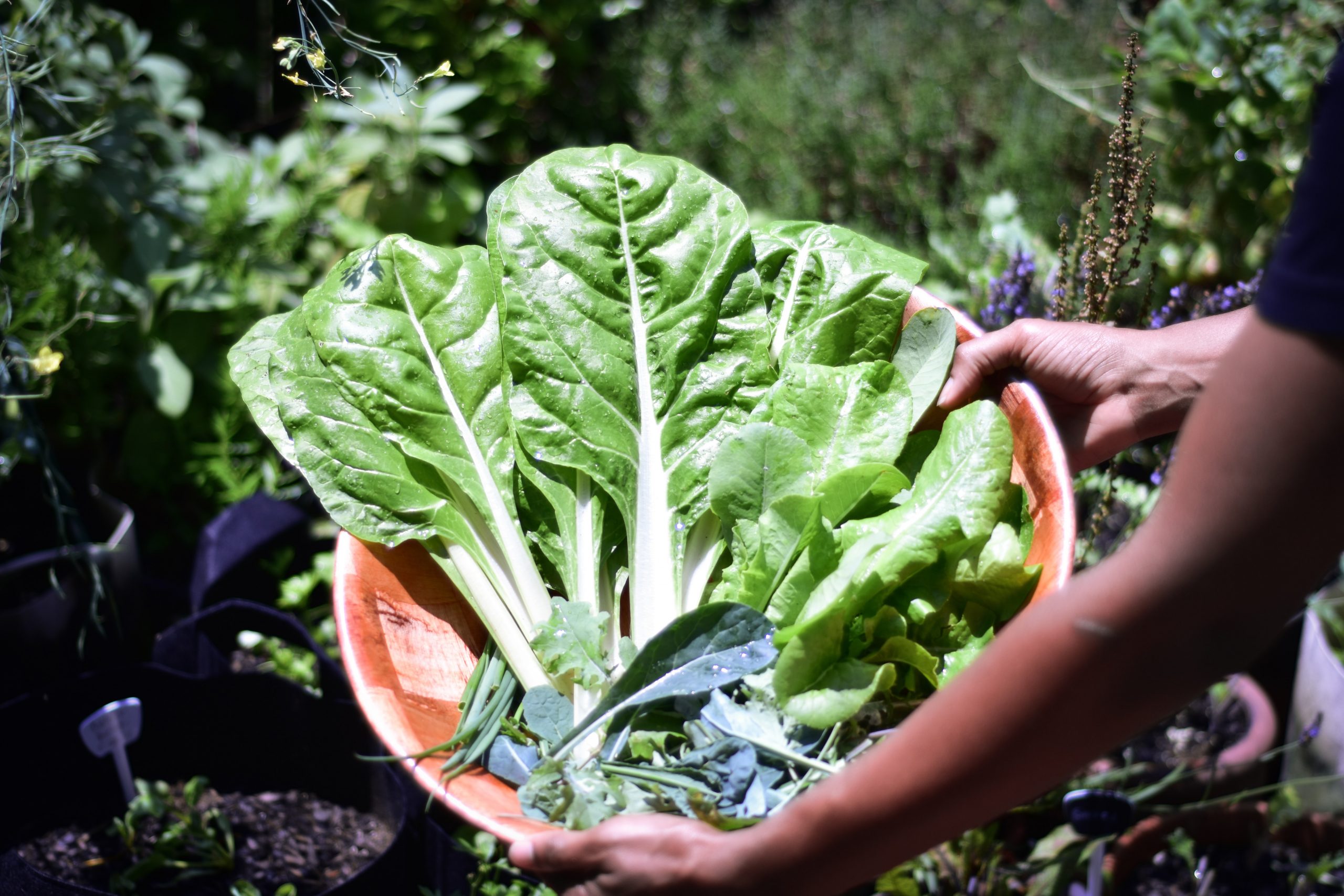 How Much Does A Swiss Chard Plant Produce? It’s More Than You Think!!