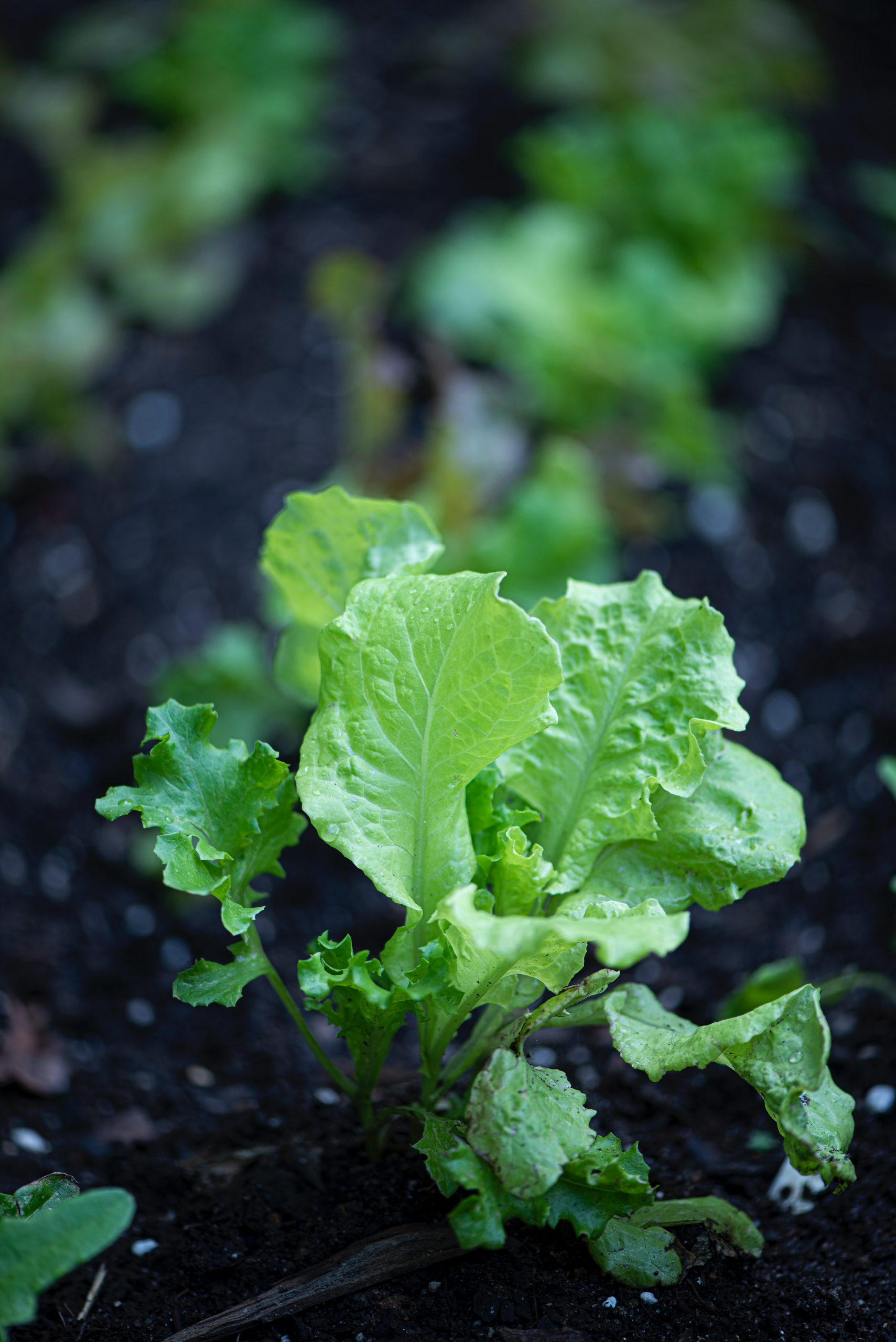How To Harvest Lettuce Without Killing The Plant