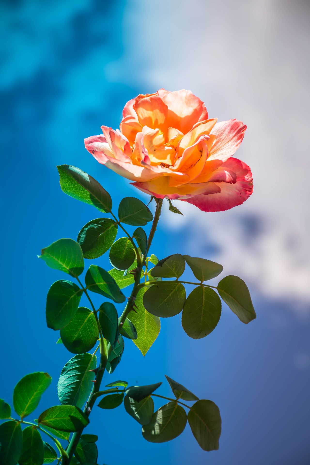 » Why Are My Roses Growing So Tall? How To Fix The Problem