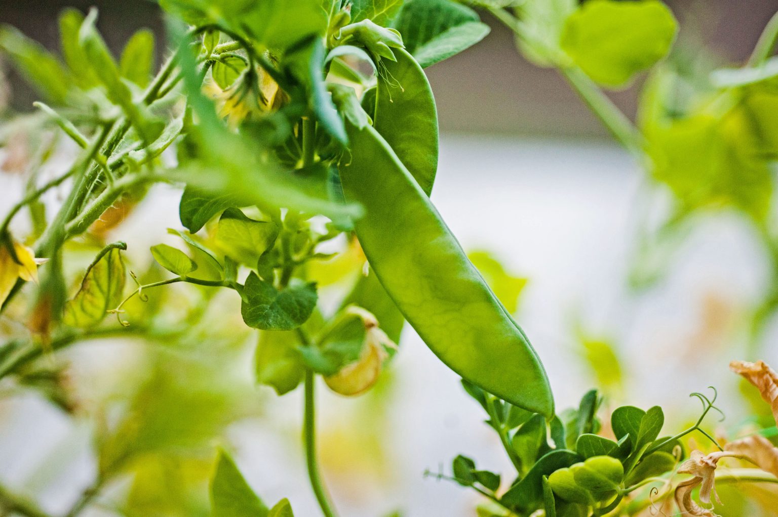 » What Is The Difference Between Green Beans And Sugar Snap Peas?