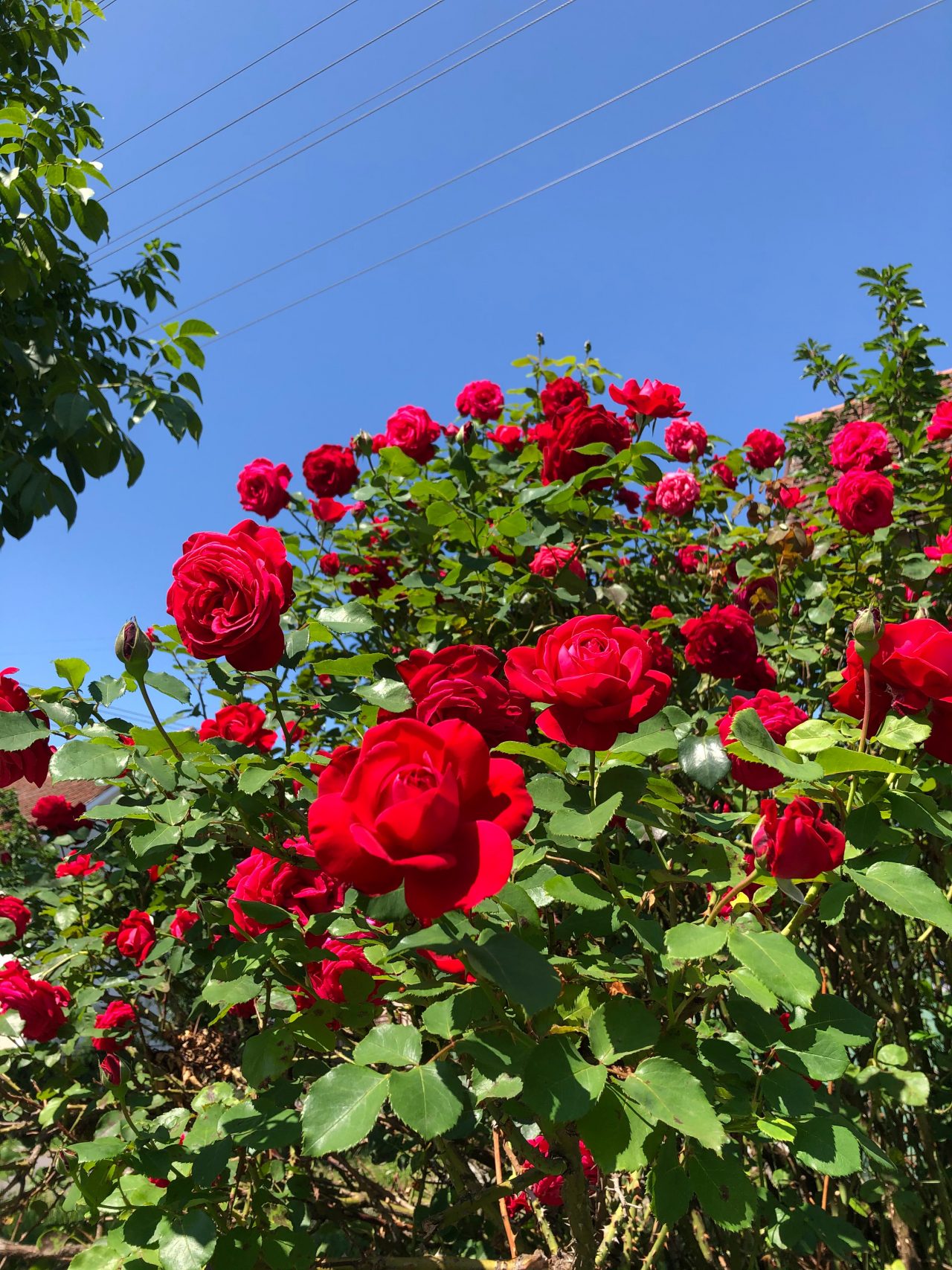 can-a-rose-plant-survive-without-leaves