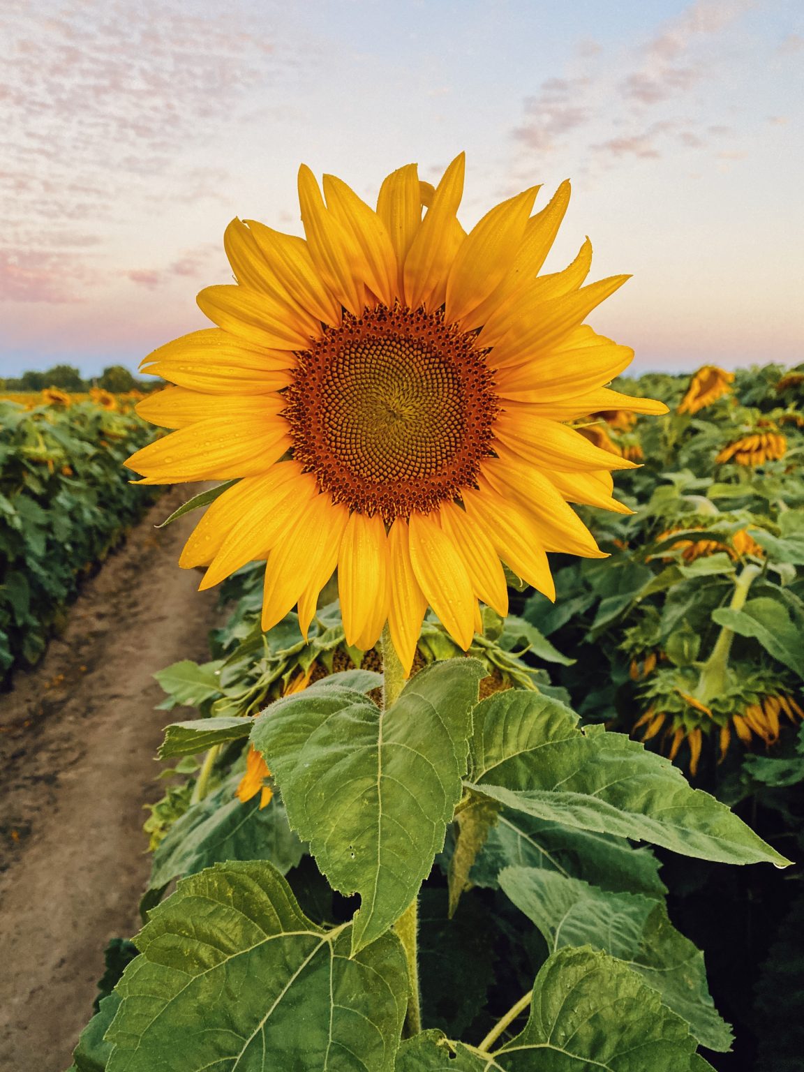 » Do Sunflowers Spread? Are They Invasive?