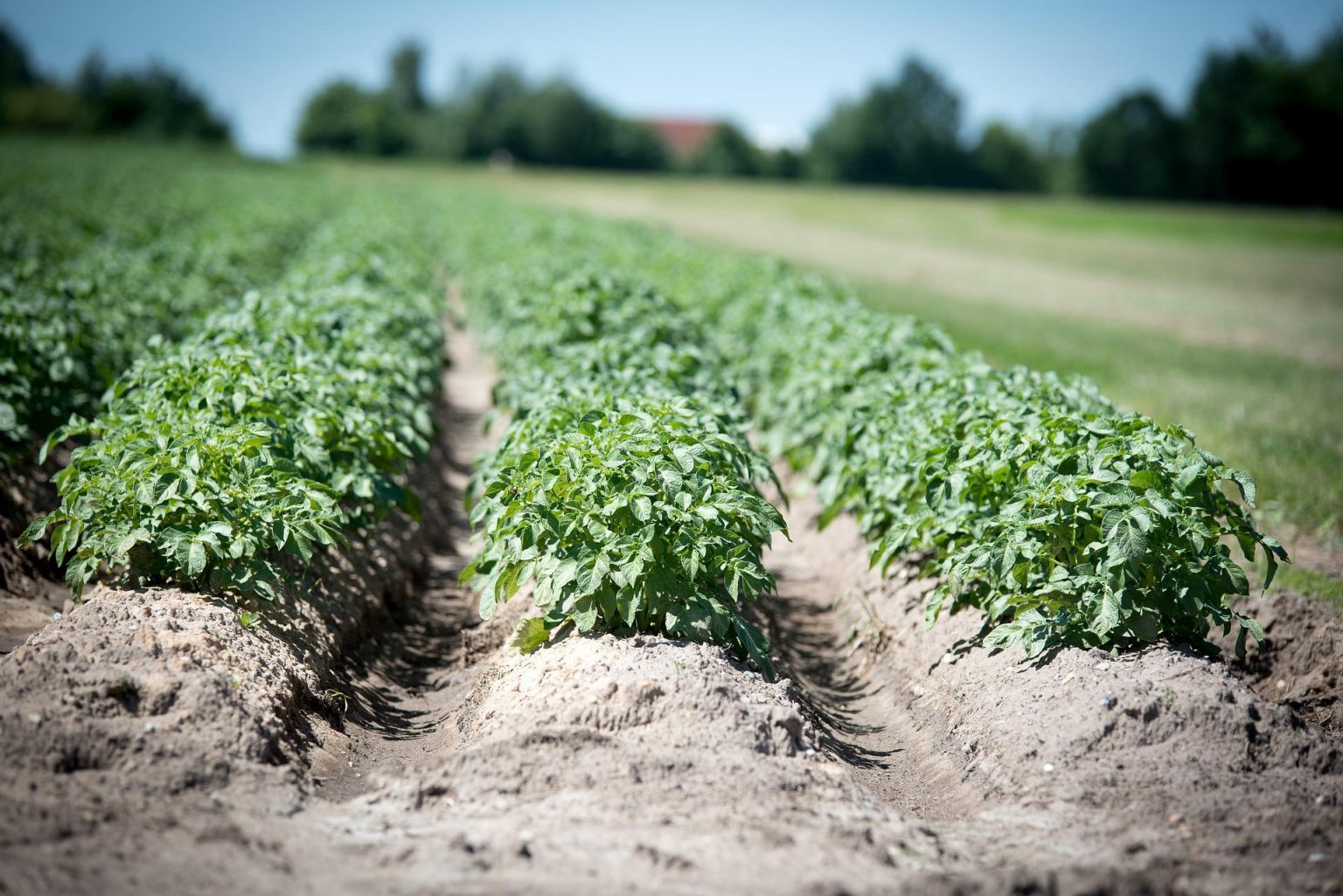 Can You Plant Sweet Potatoes Directly In The Ground