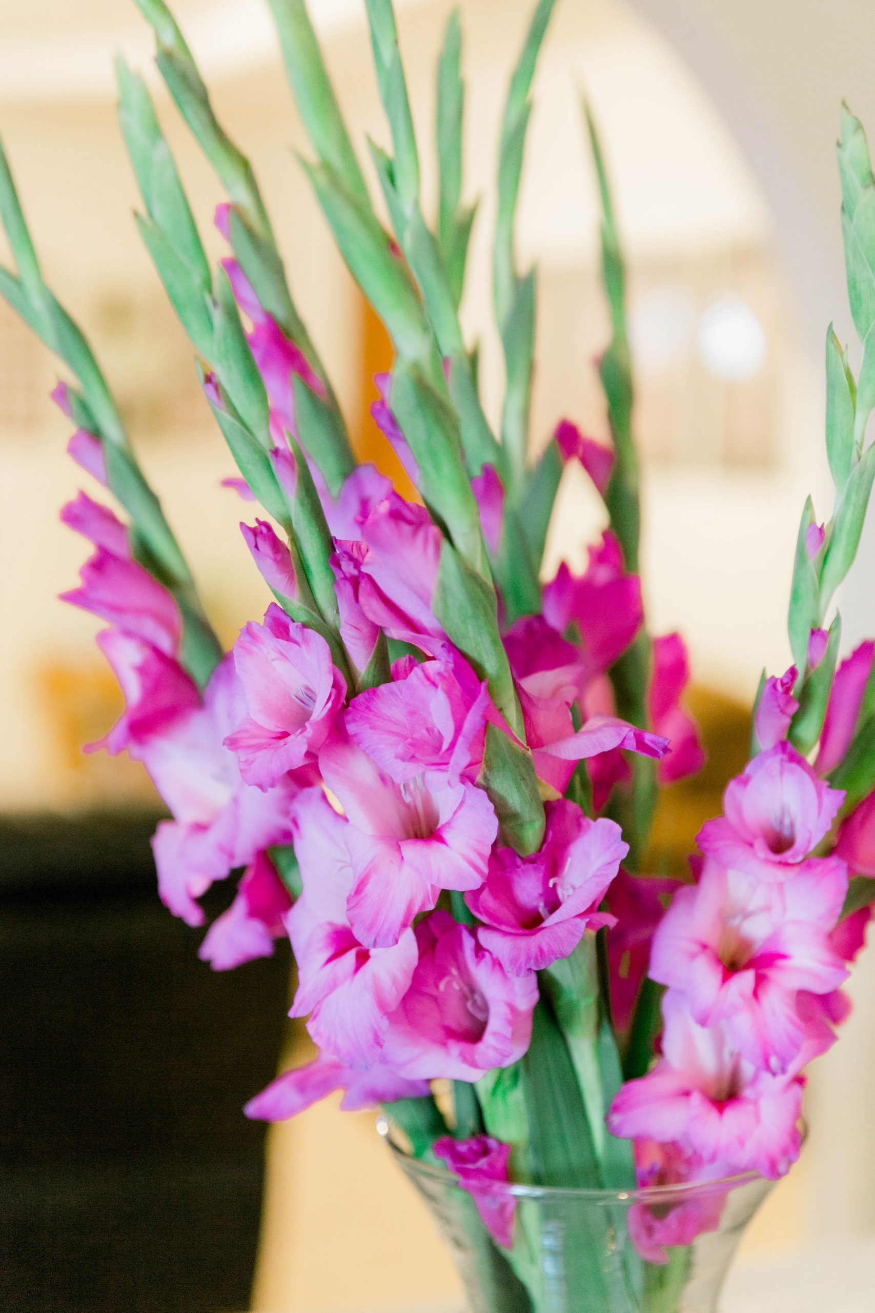 What’s The Difference Between Gladiolus And Hollyhocks?