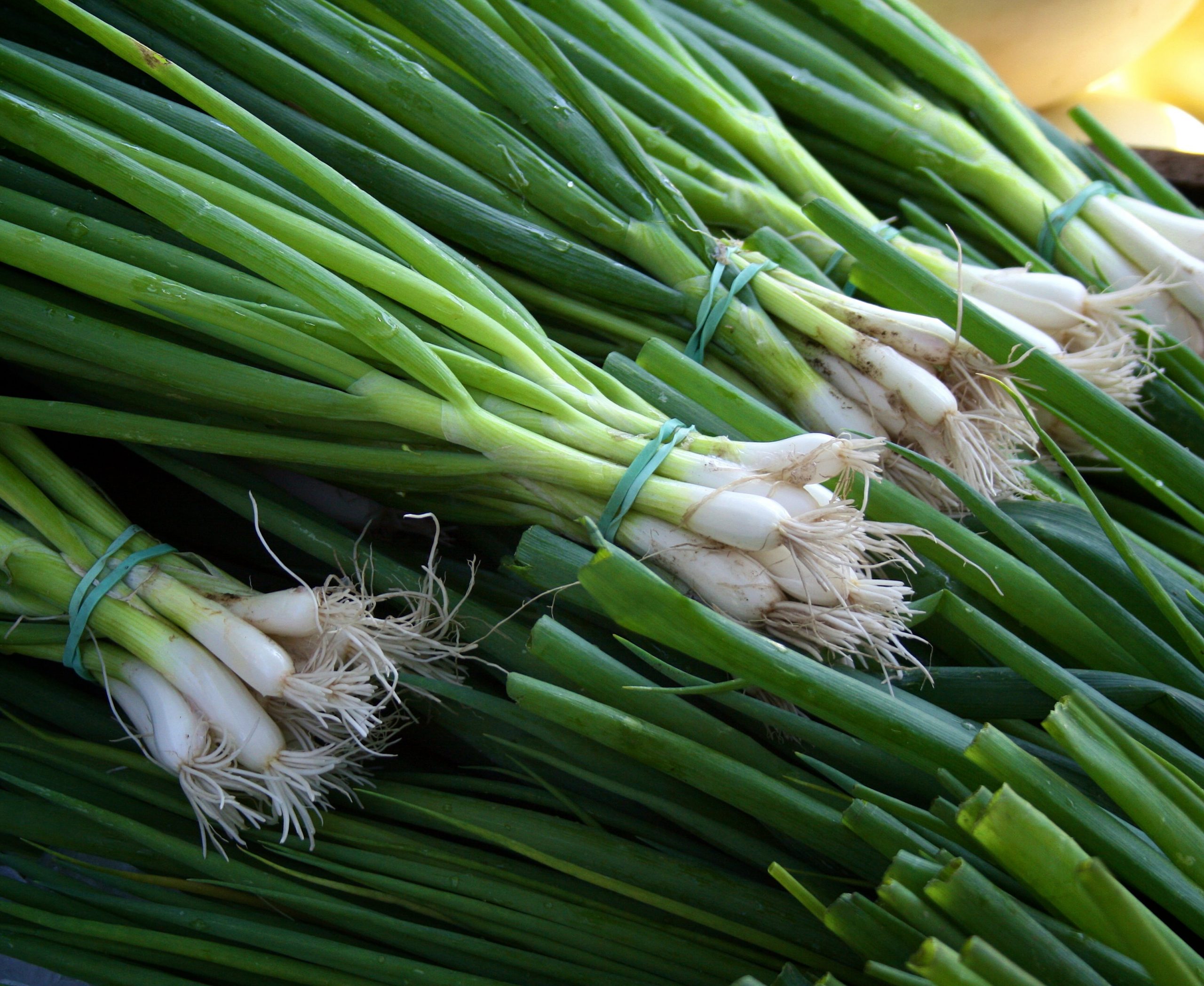 Do Green Onions Spread? Are They Invasive?