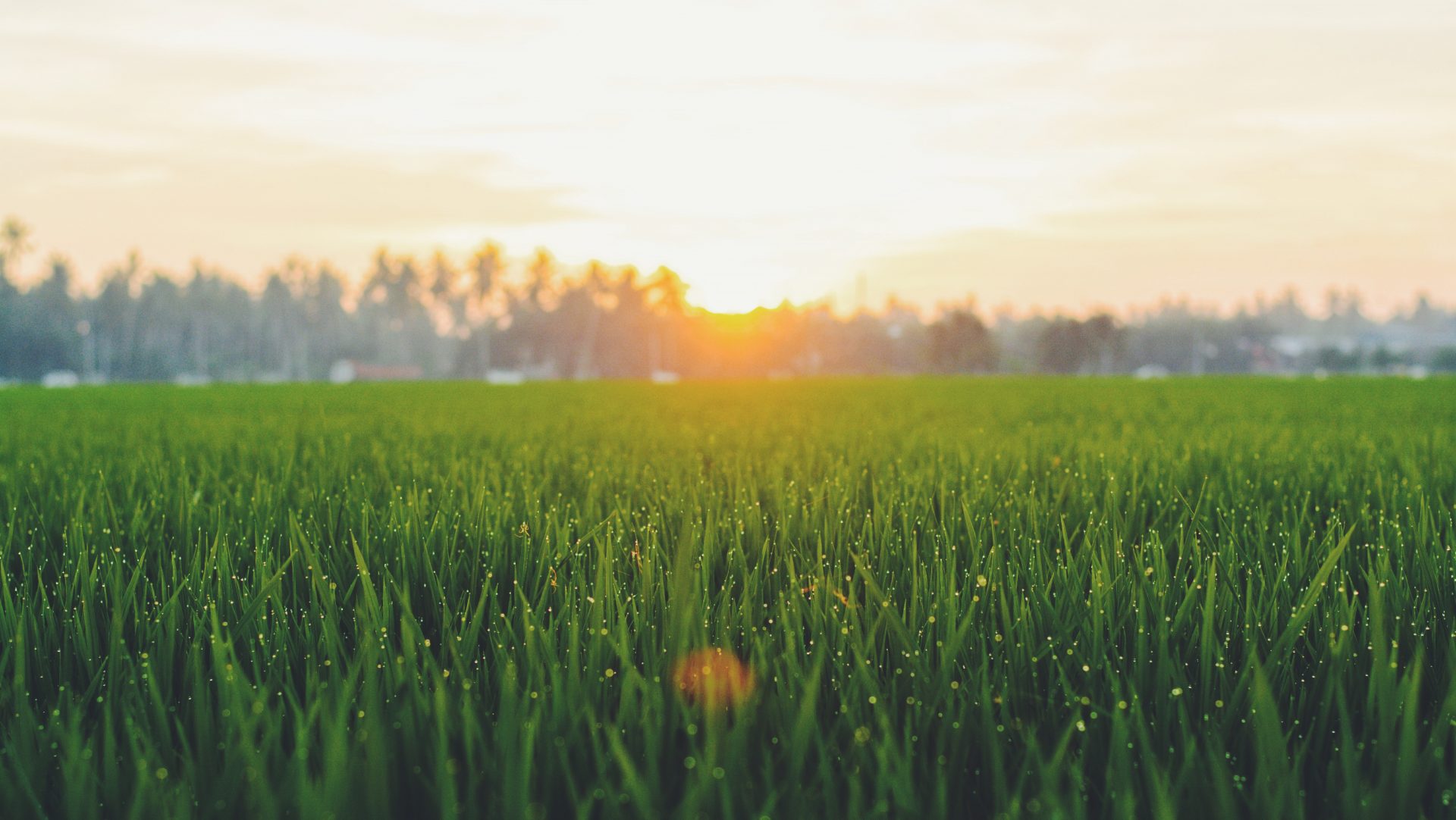 will-frost-kill-grass-seedlings