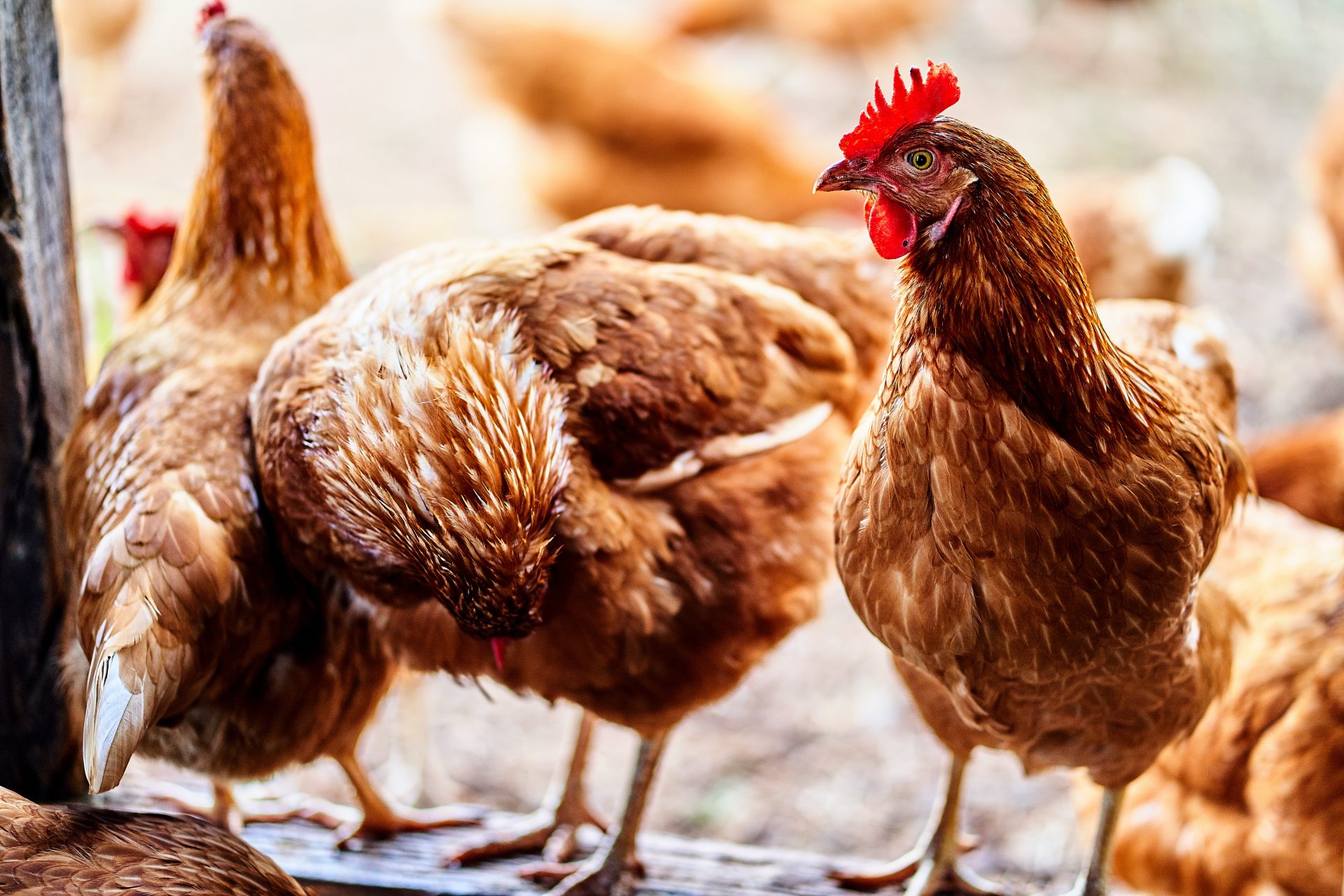 » Can Chickens Eat Jerusalem Artichokes? Is It Safe?