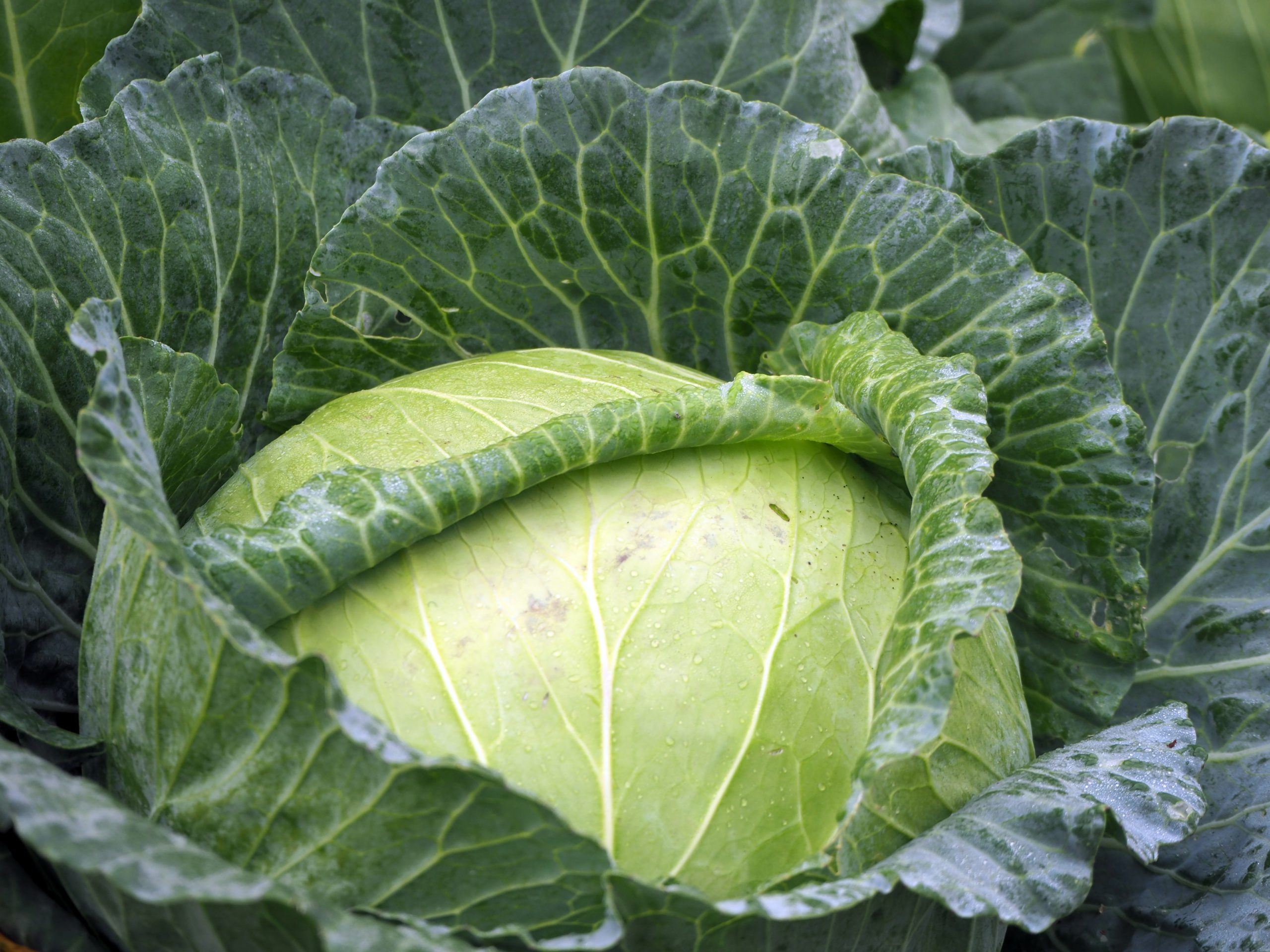 Can You Grow Cabbage In The Summer?