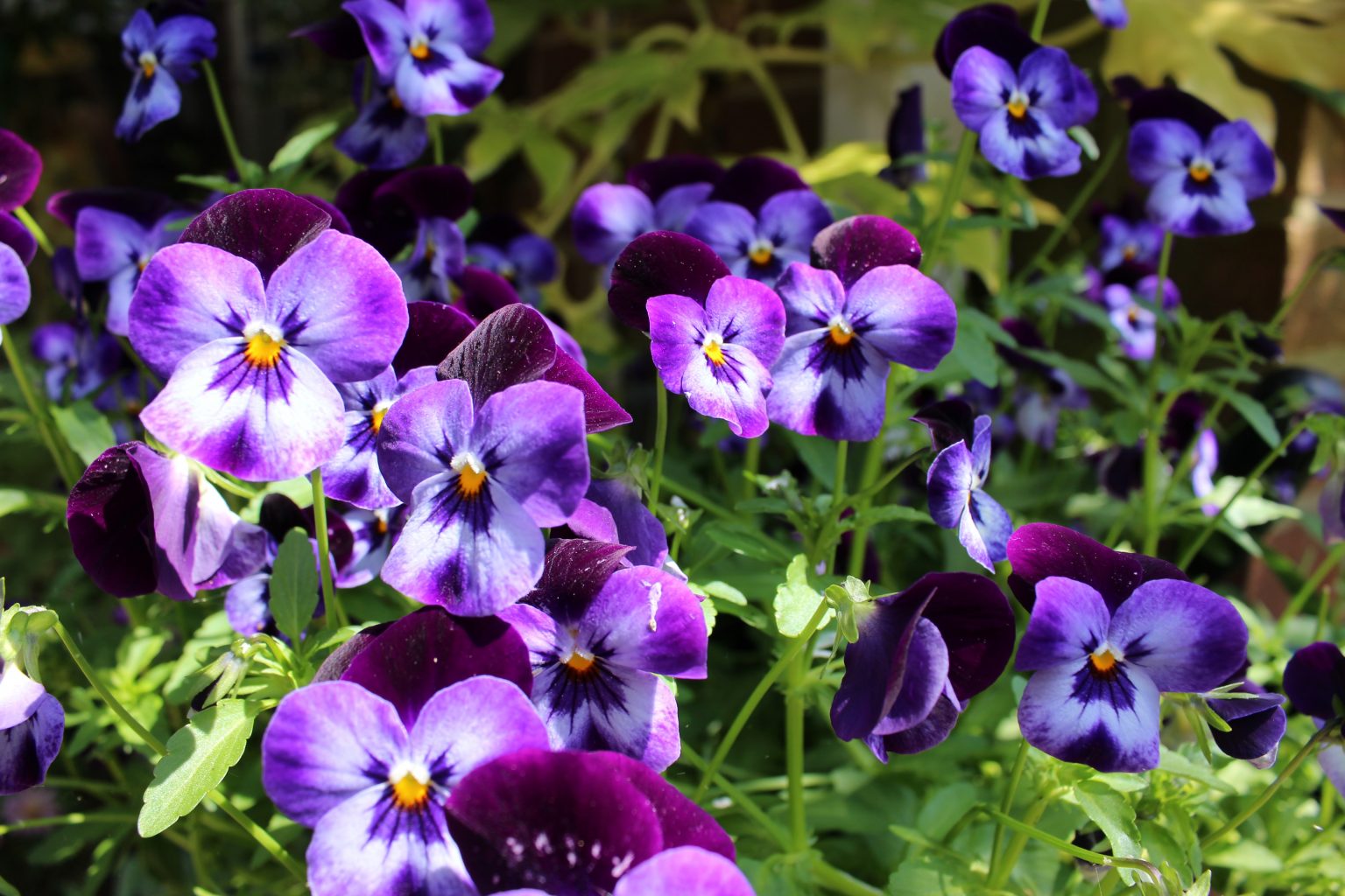 » Do Pansies Spread? Are They Invasive?