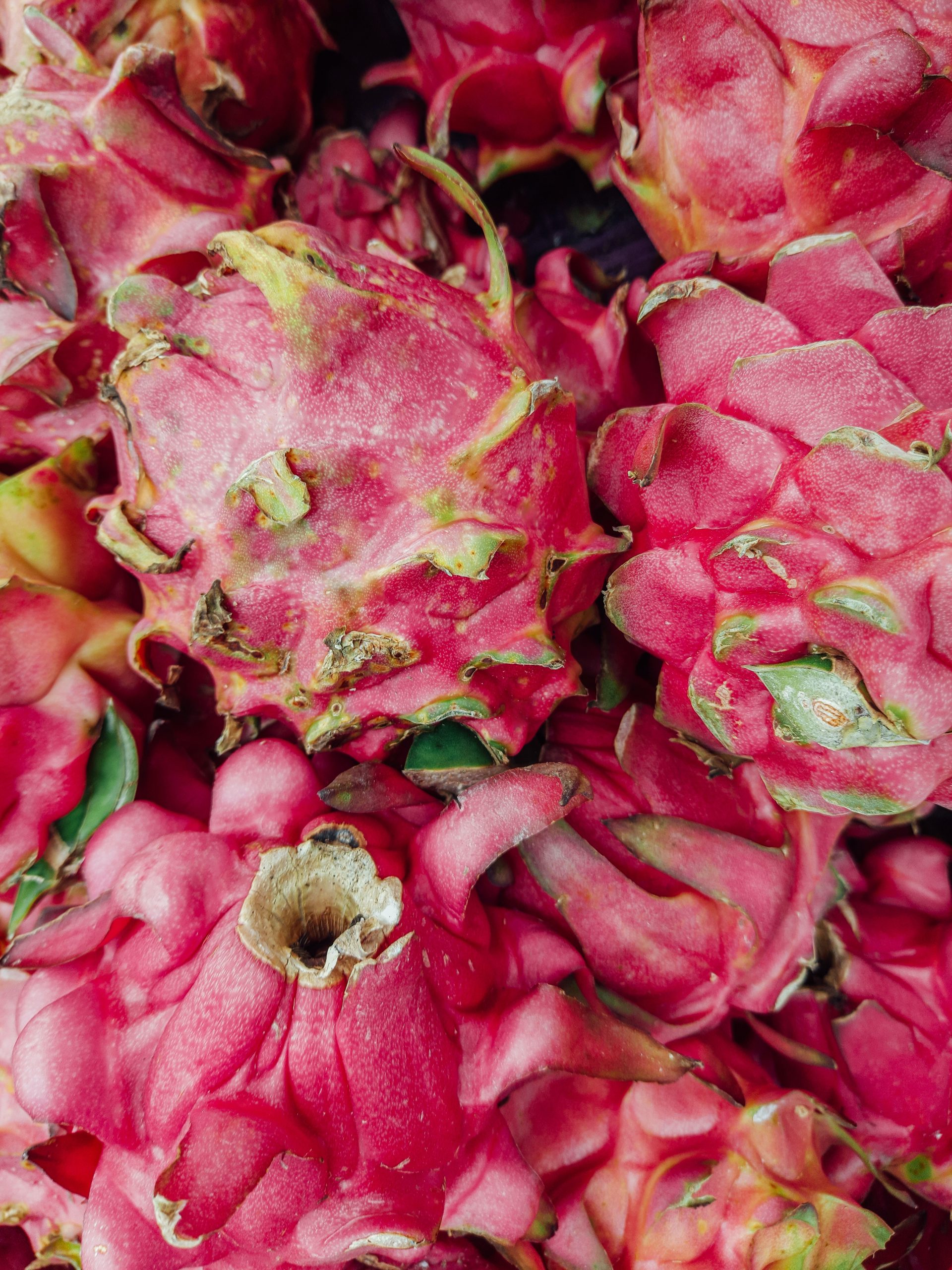 » Can Chickens Eat Dragon Fruit? Is It Safe?