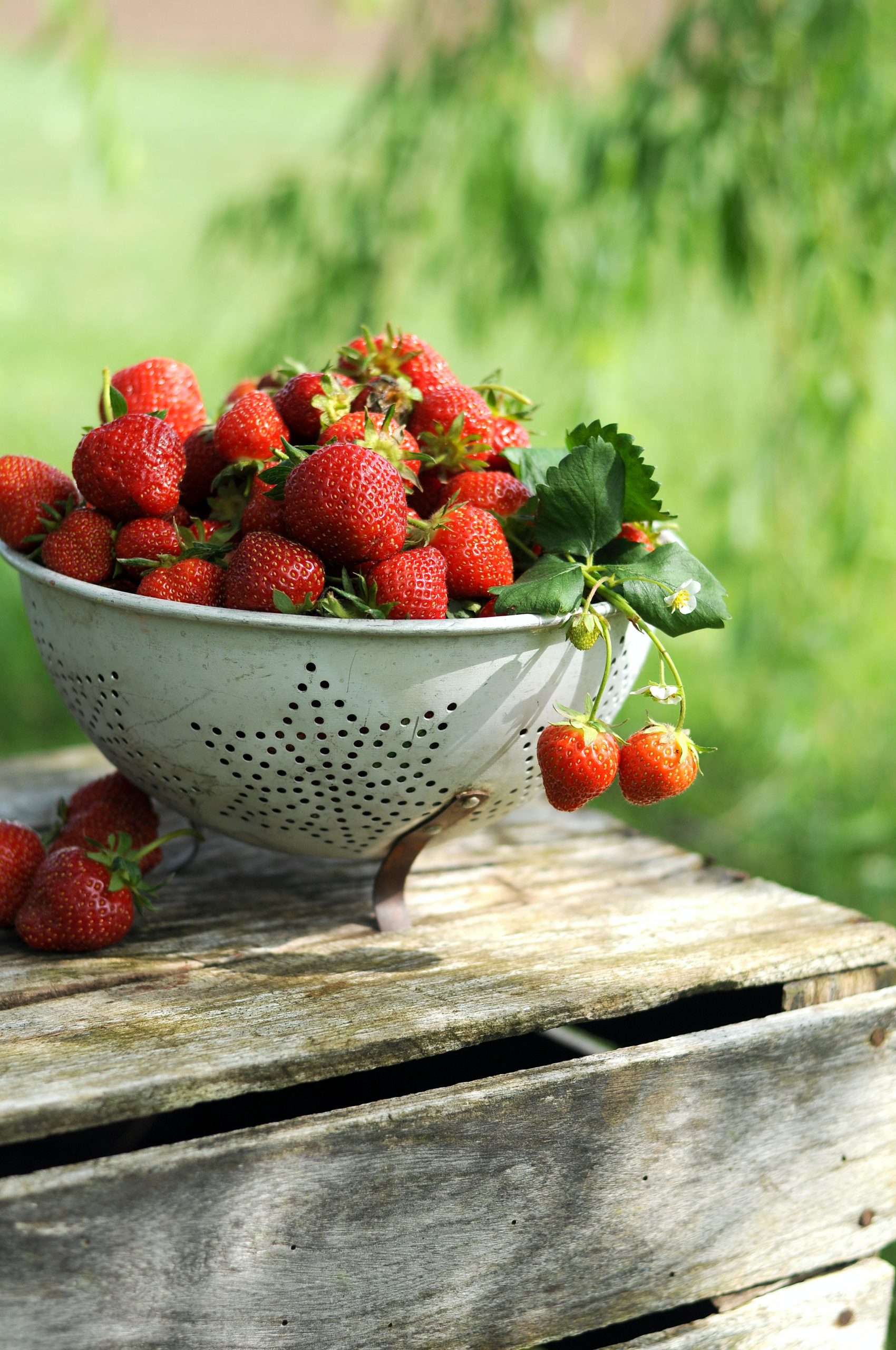 » Do Strawberry Plants Spread? Are They Invasive?