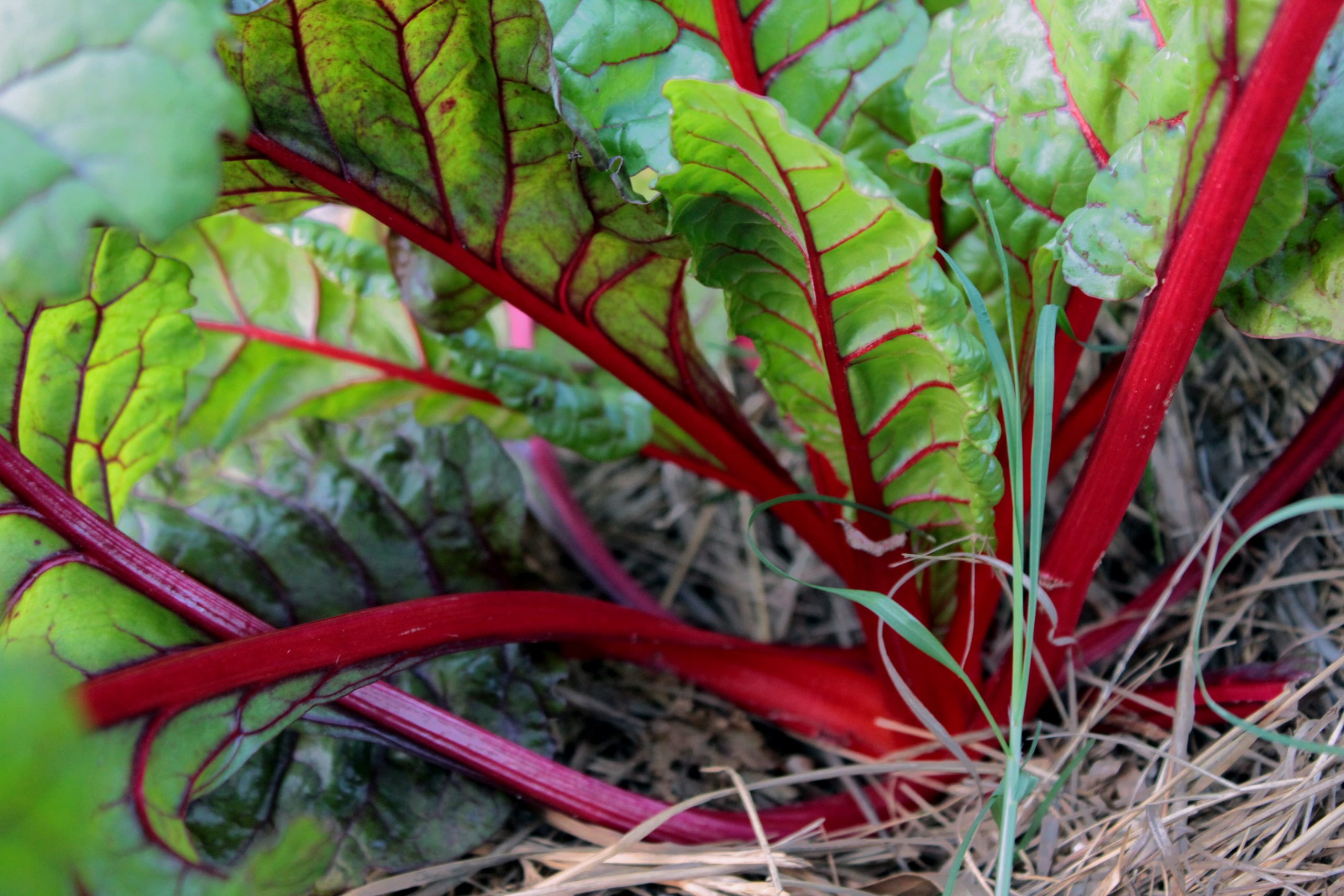 Is Chard The Same As Silverbeet?